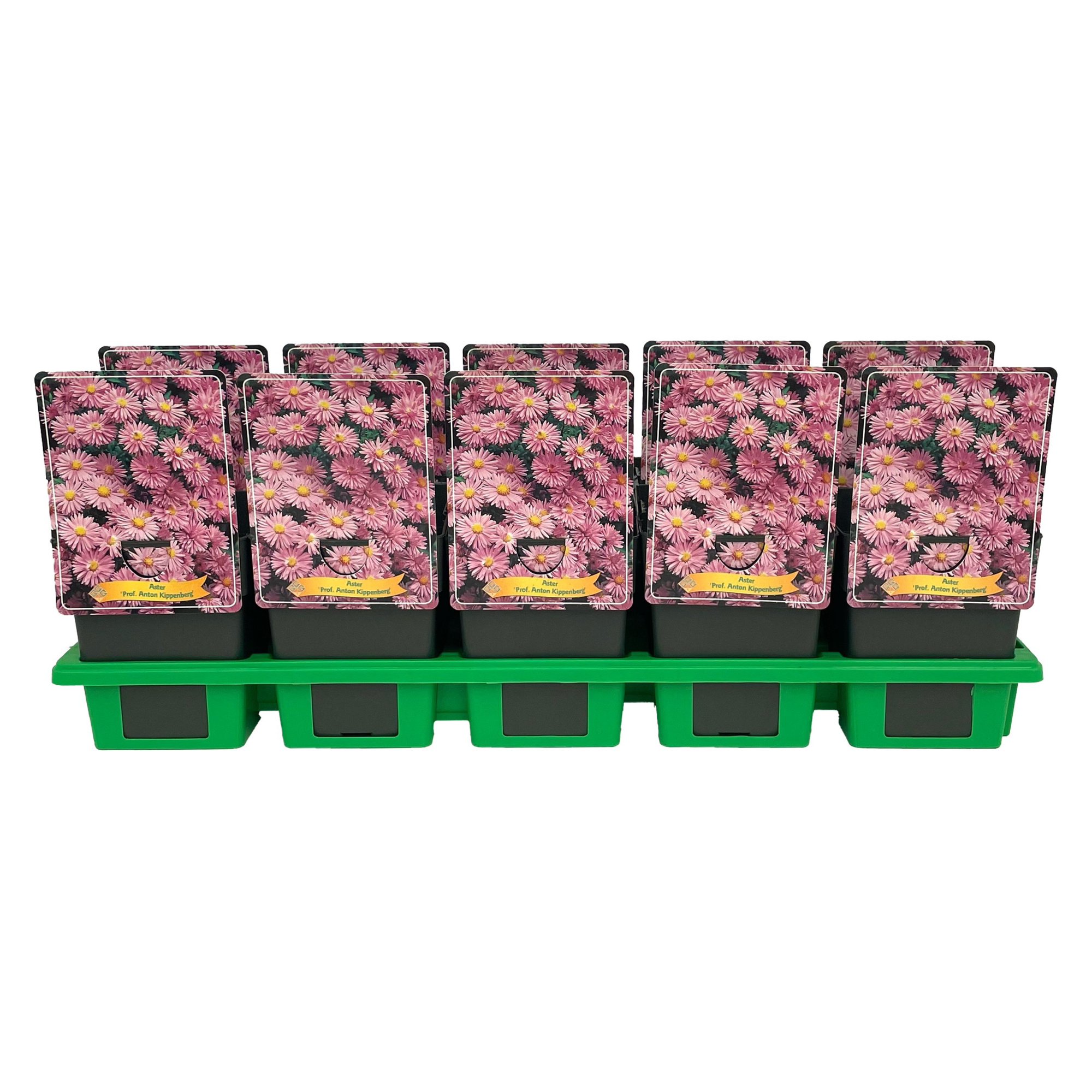 Aster Dumosus 'Prof. Anton Kippenberg' P11, D 11 cm
