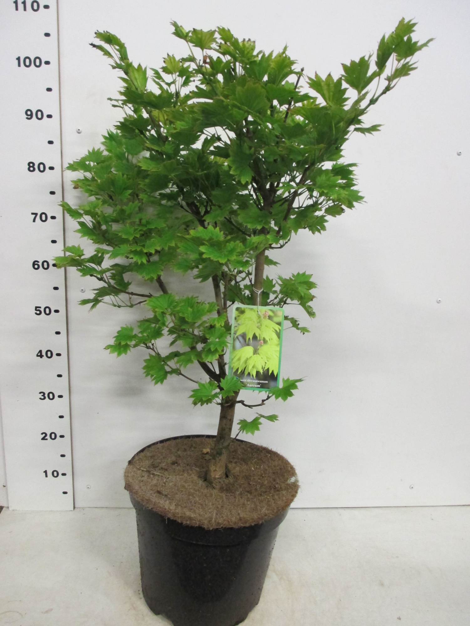 Acer shirasawanum Aureum 60-80 P30, D 30 cm