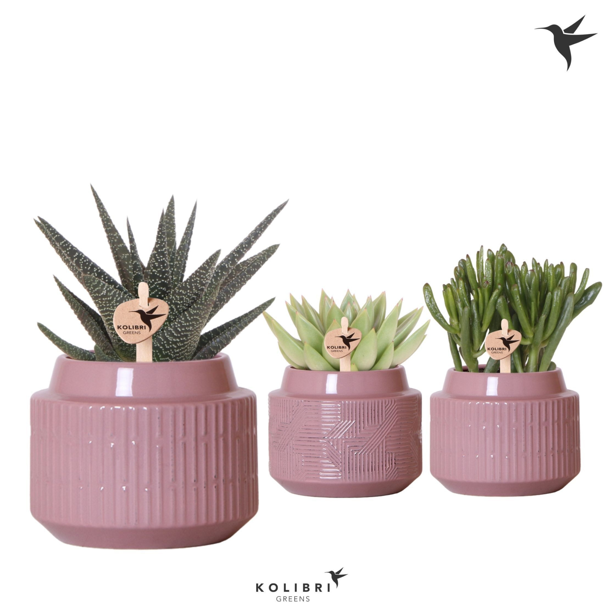 Kolibri Greens Succulenten mix in Maze pot purple, D 9 cm