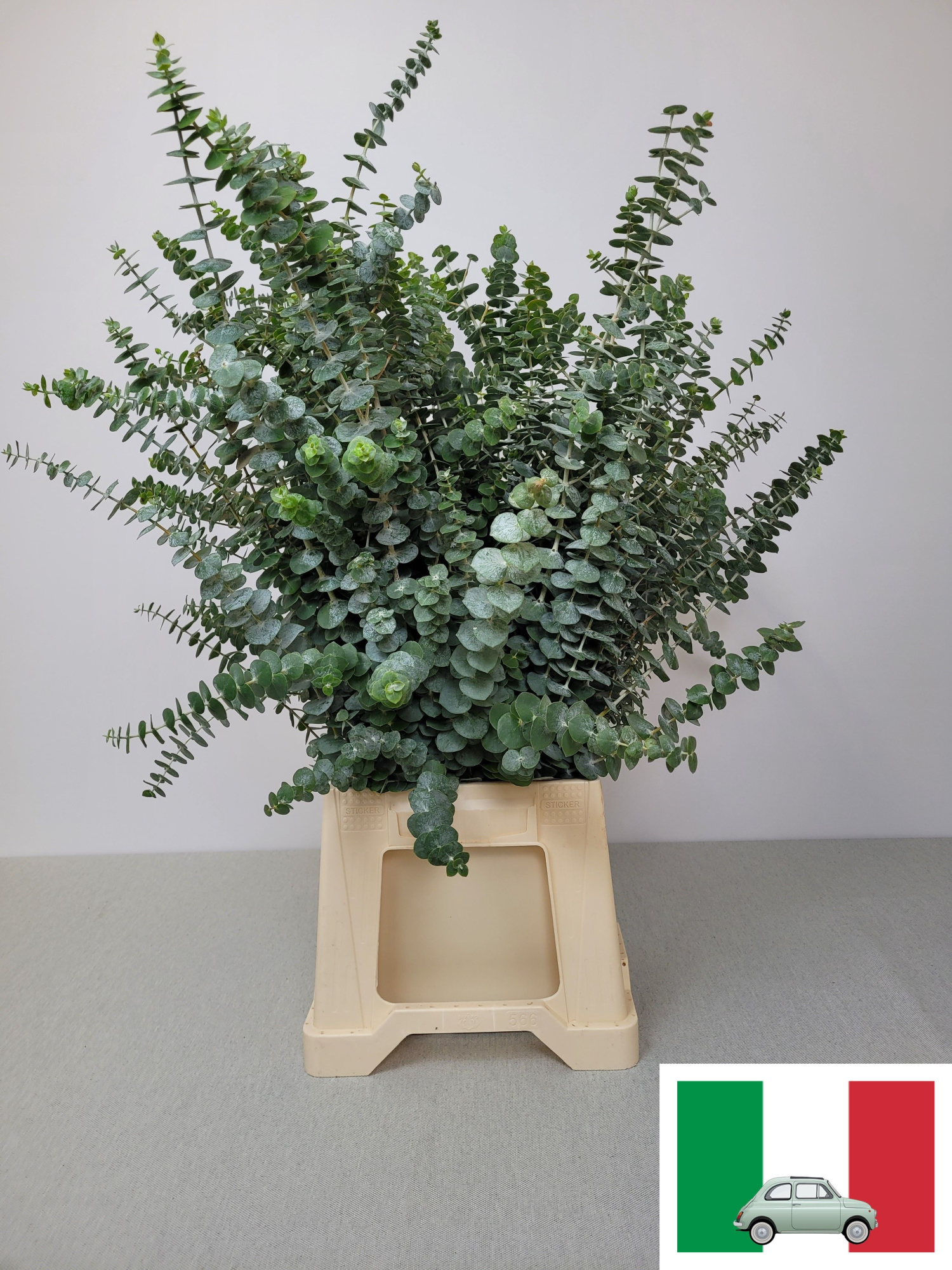 Эвкалипт Бэйби Блю за пучок 70, пуч.