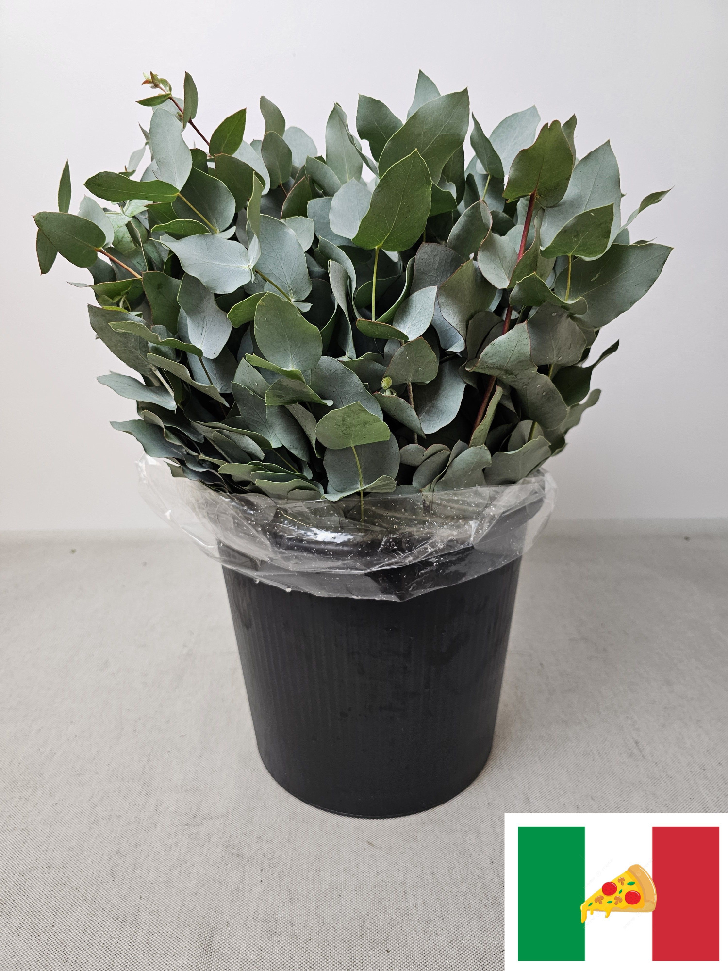 Эвкалипт Цинерея за пучок 50 (зел.), пуч.