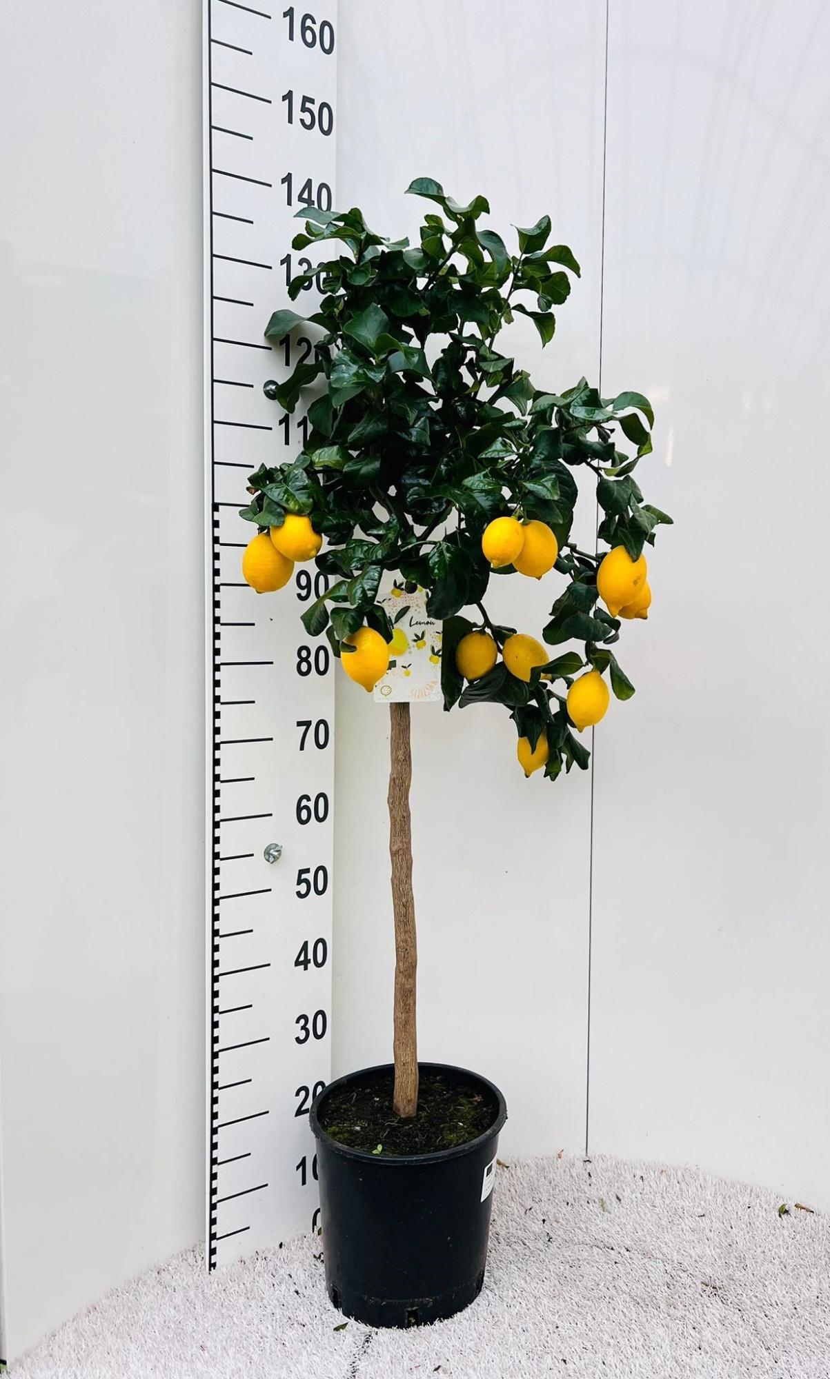 Citrus limone Lemon on stem, D 25