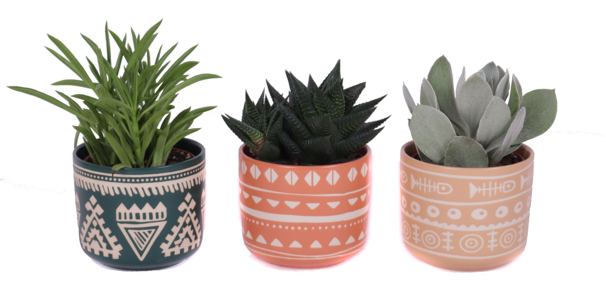 Succulenten mix 8,5 cm in vanuatu pot, D 10