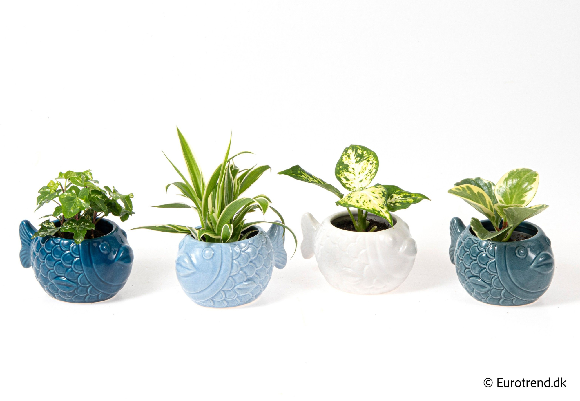 Green mix in fish ceramic - Spring, Summer & Autumn 2025, D 6 cm