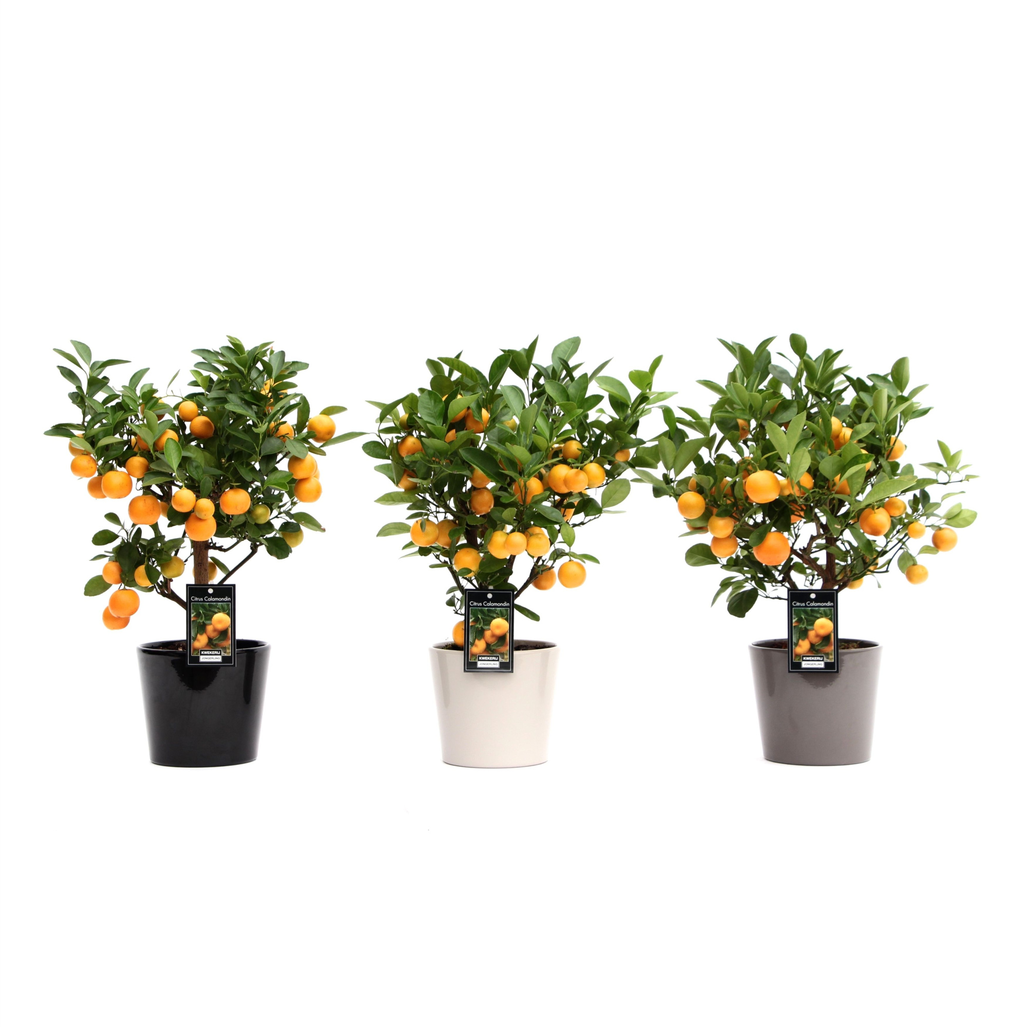 Calamondin in Mix Keramiek Roma, D 16