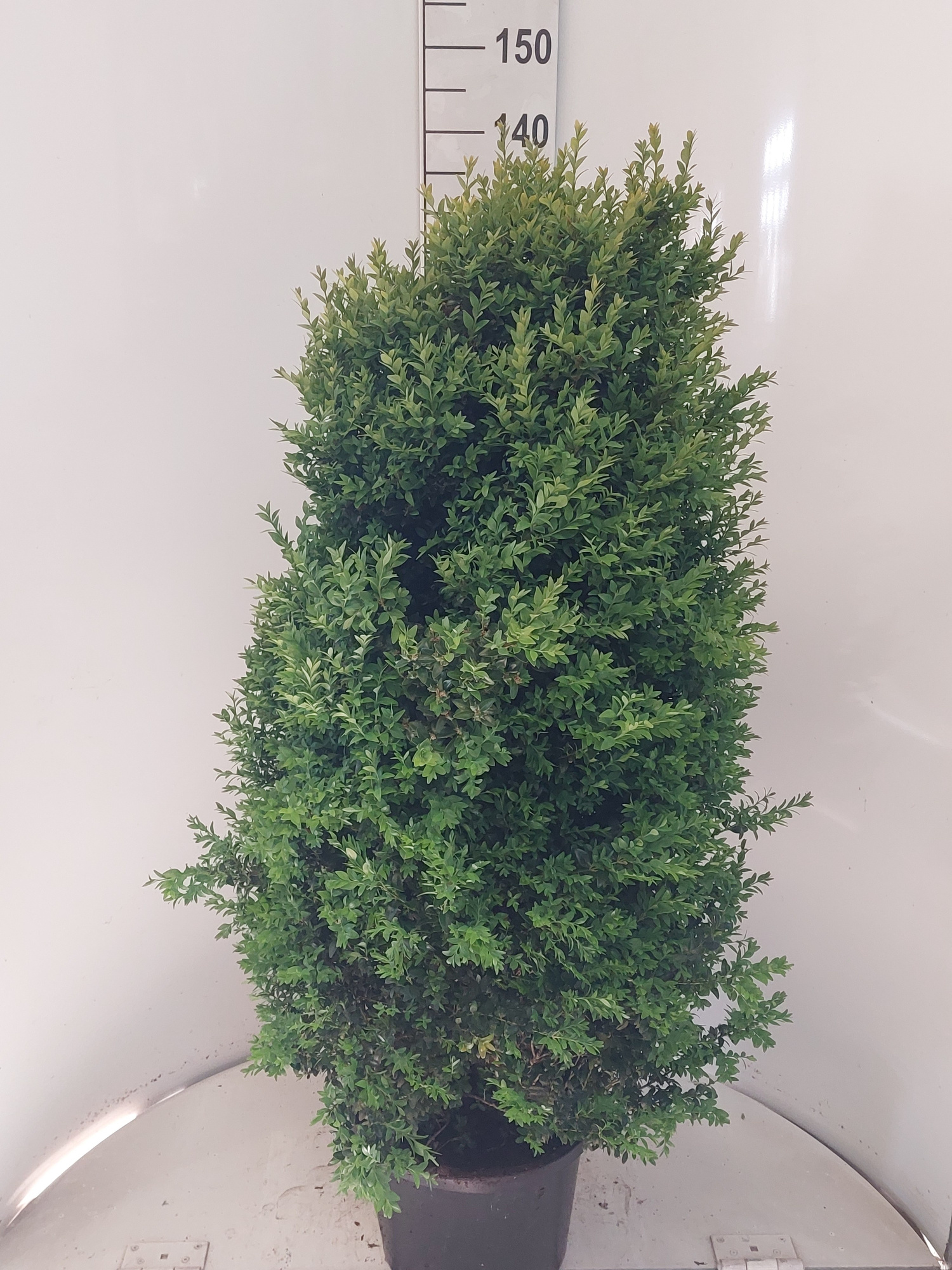 Buxus struik 110, D 32