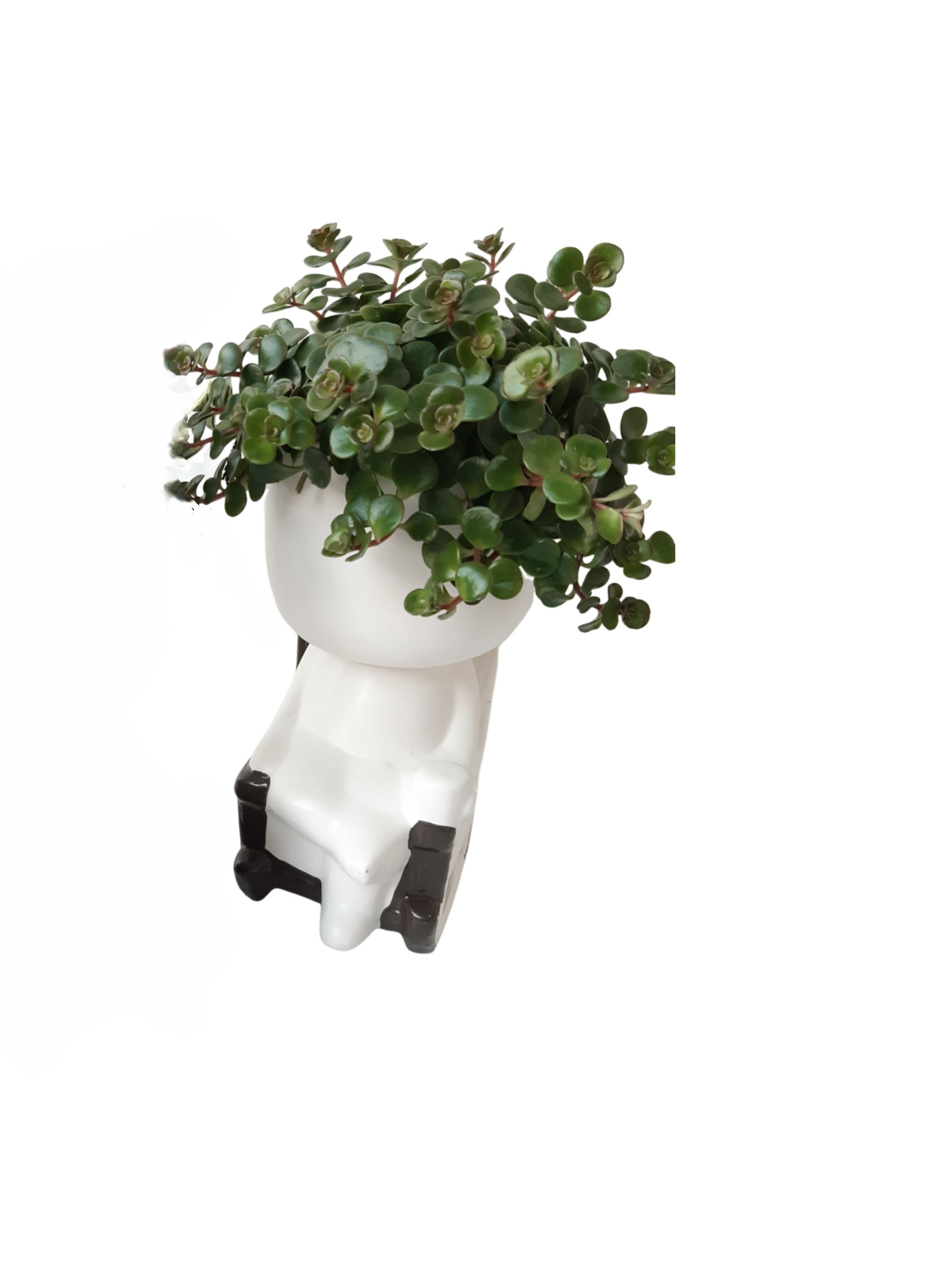 CLR20MIX Chilling Large 20cm Sedum Tornado, D 20 cm