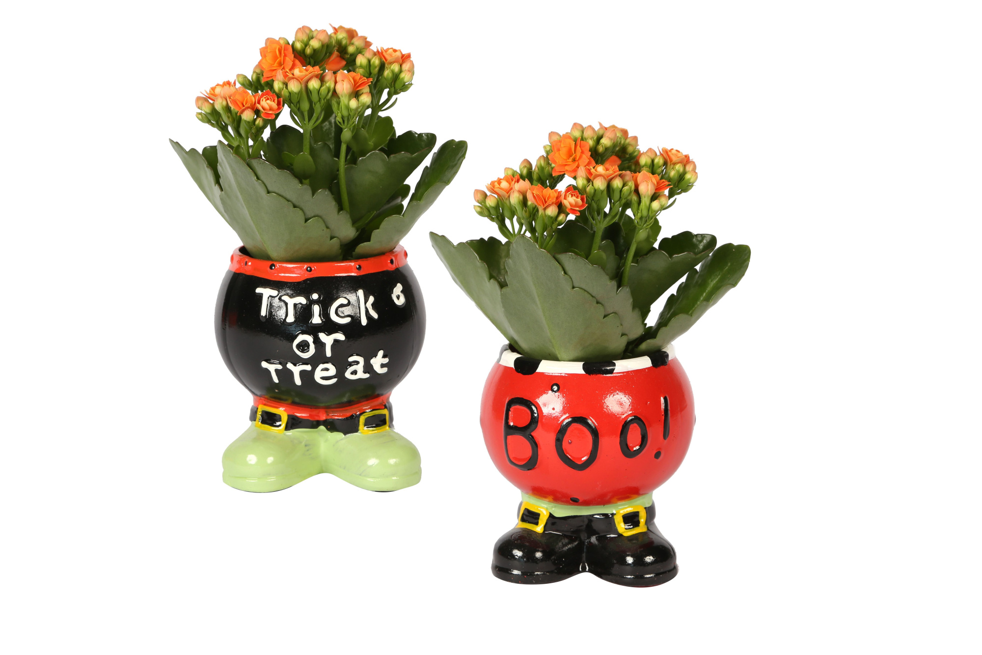 KP-804.1 -Kalanchoe Rosalina 6cm in halloweenplanter, D 6 cm