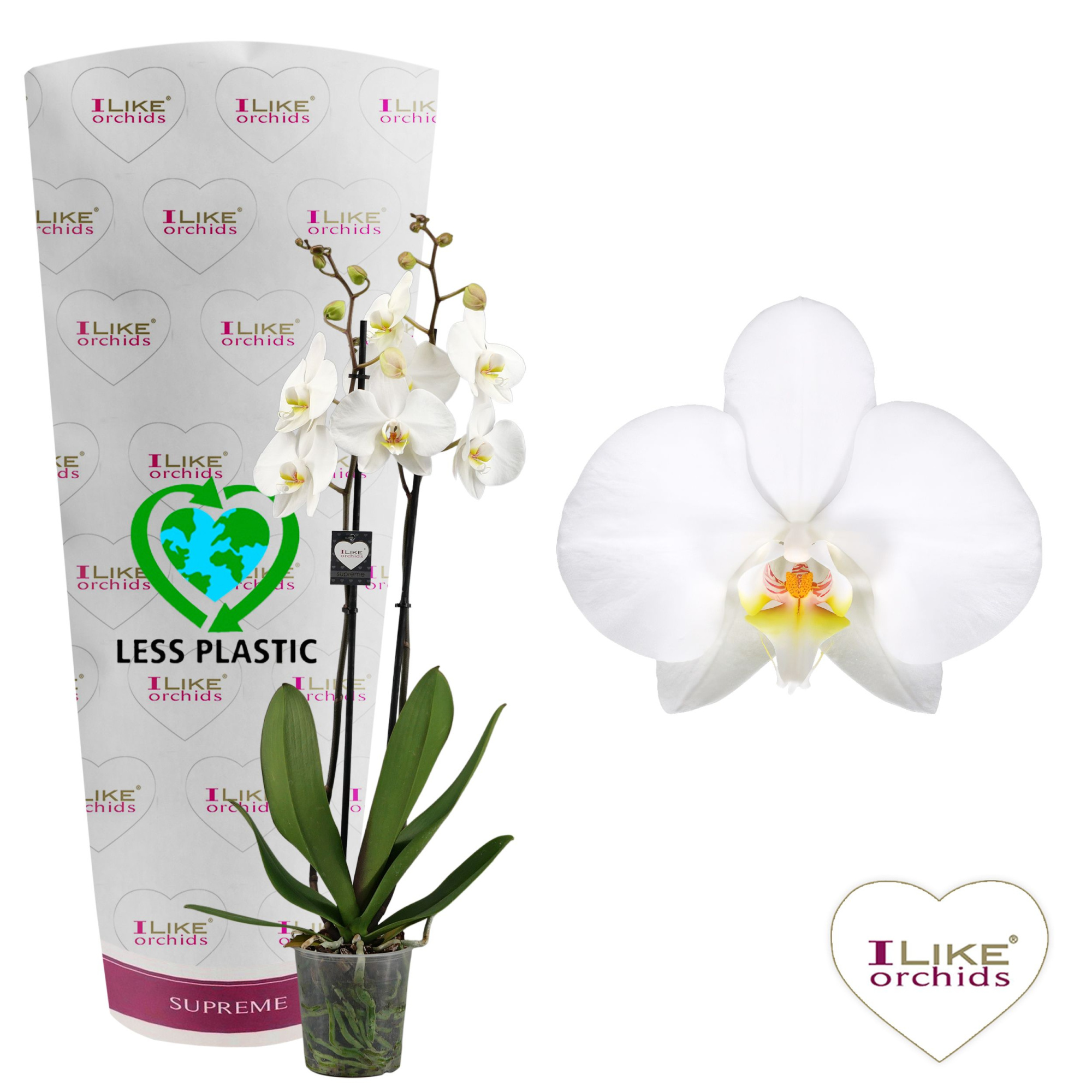 Phalaenopsis Leeds - 2 tak 70cm (Less Plastic), D 12 cm