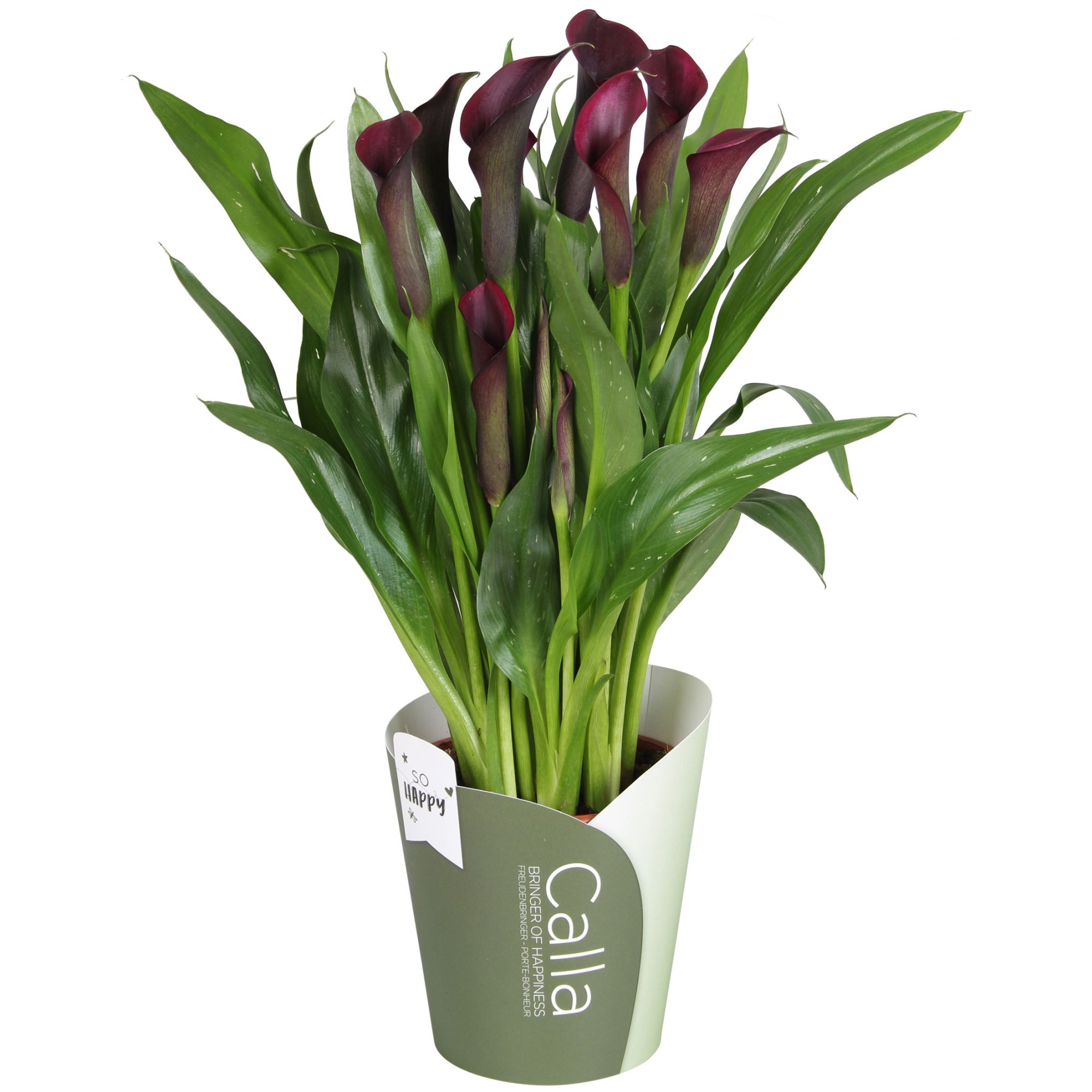 Zantedeschia Odessa SoHappyCalla zwart met groene potcover, D 13
