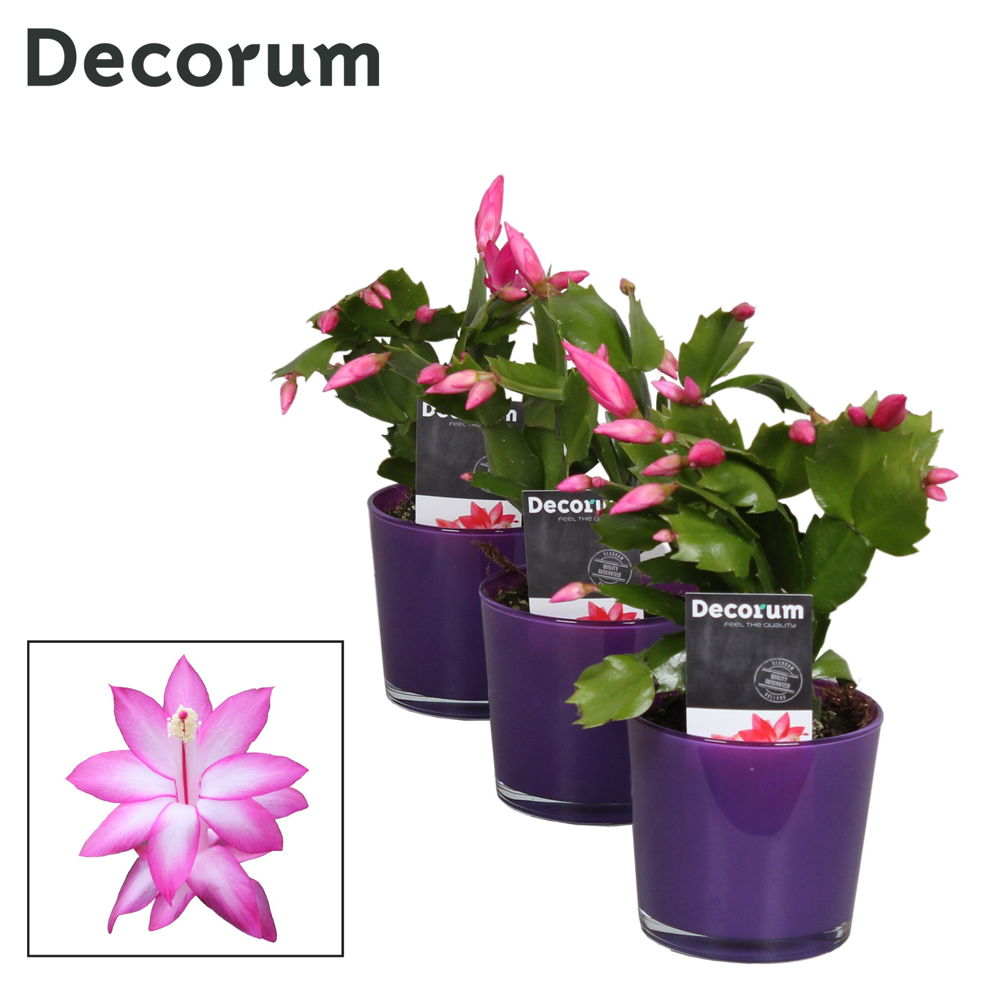 Schlumbergera - 9 cm - Glaspot Nashville purple - Decorum, D 9