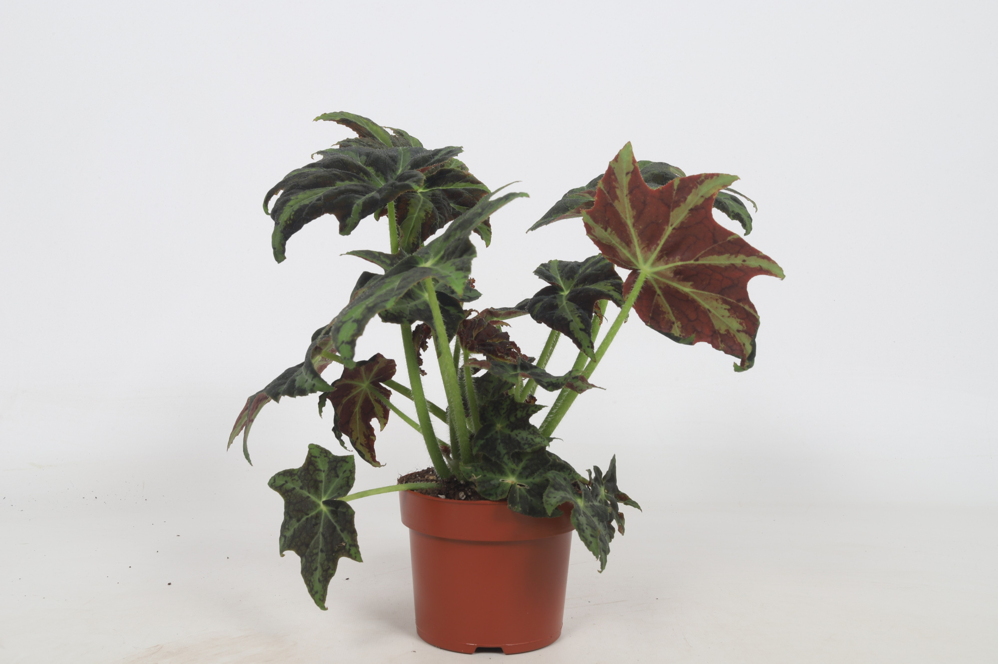 Begonia Draco 12cm, D 12 cm