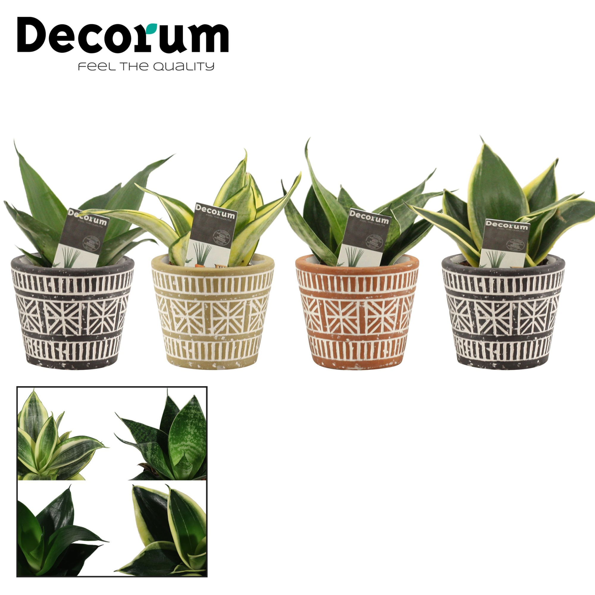 Sansevieria Hahnii 6 cm Mix in Claire (Neo Architect-collection), D 6