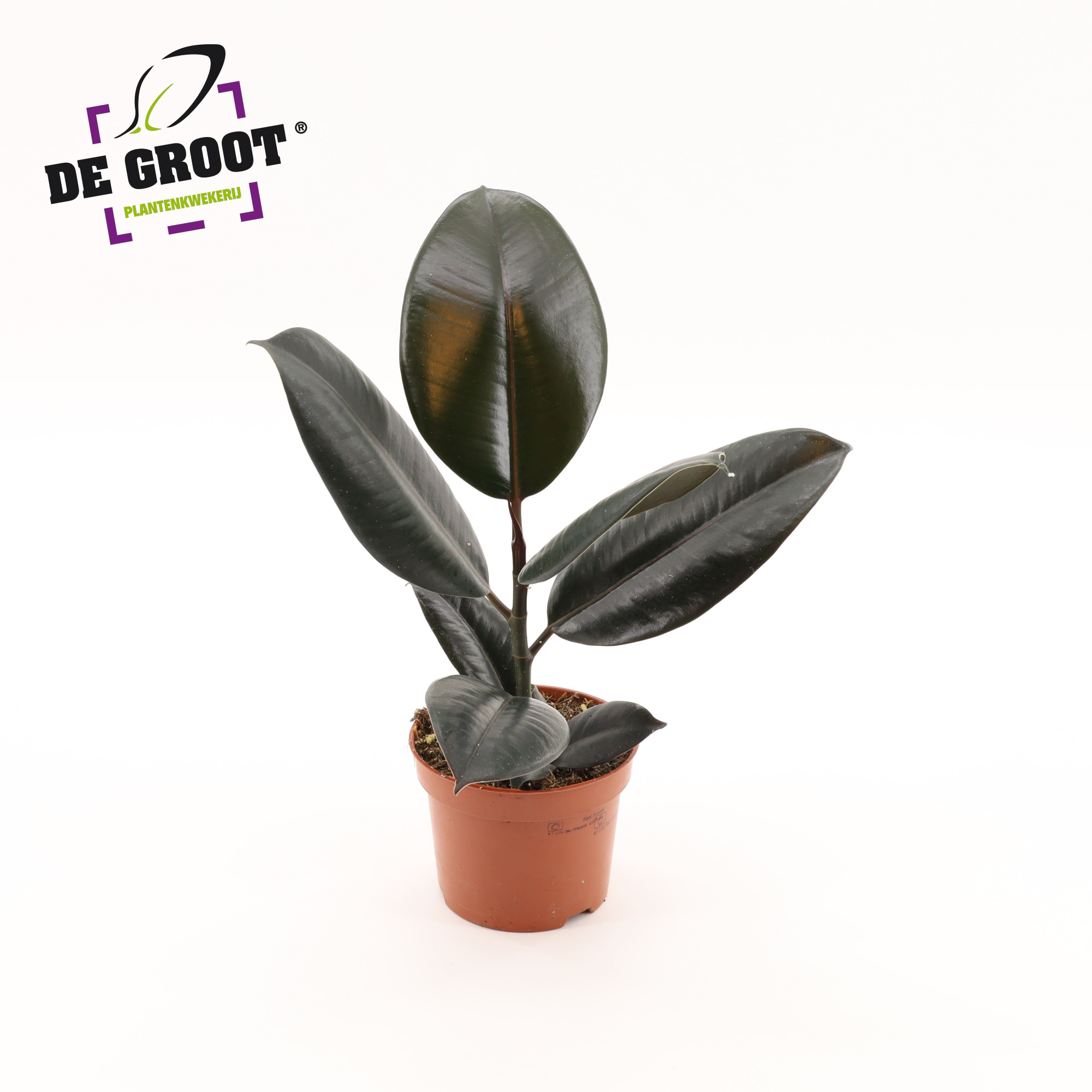 Ficus elastica Abidjan, D 12