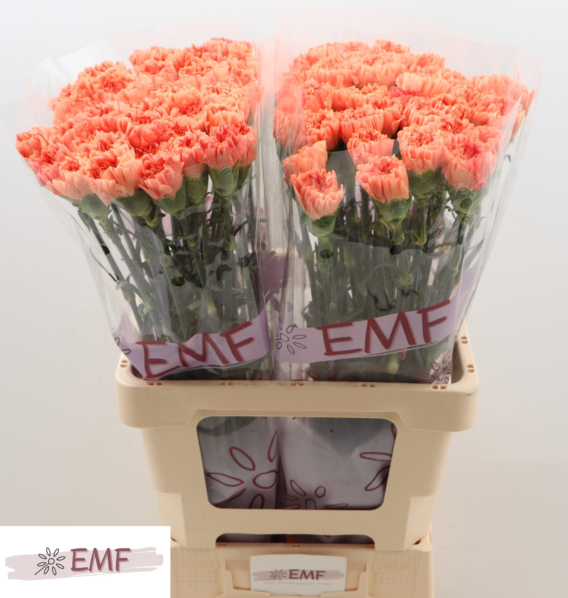 Диантус од. Тамаринд, шт.