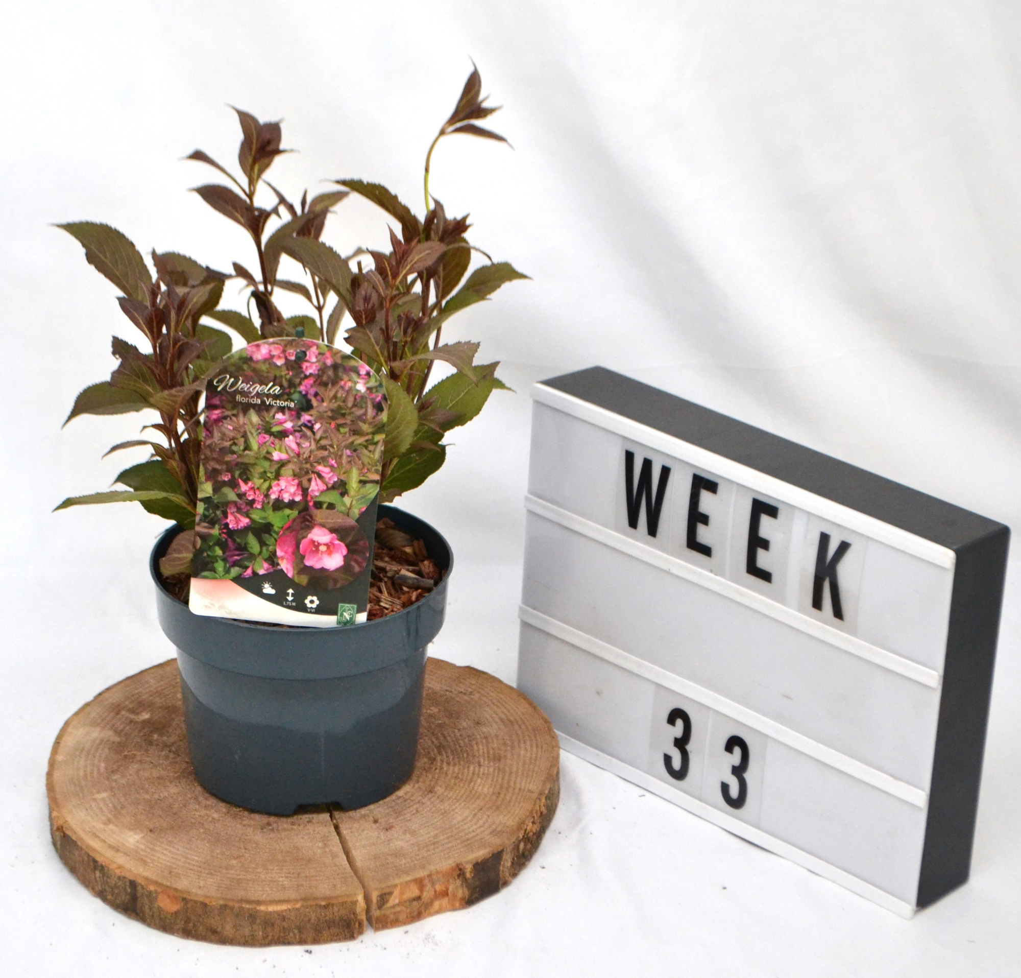 Weigela florida 'Victoria' C2 25/30, D 17 cm