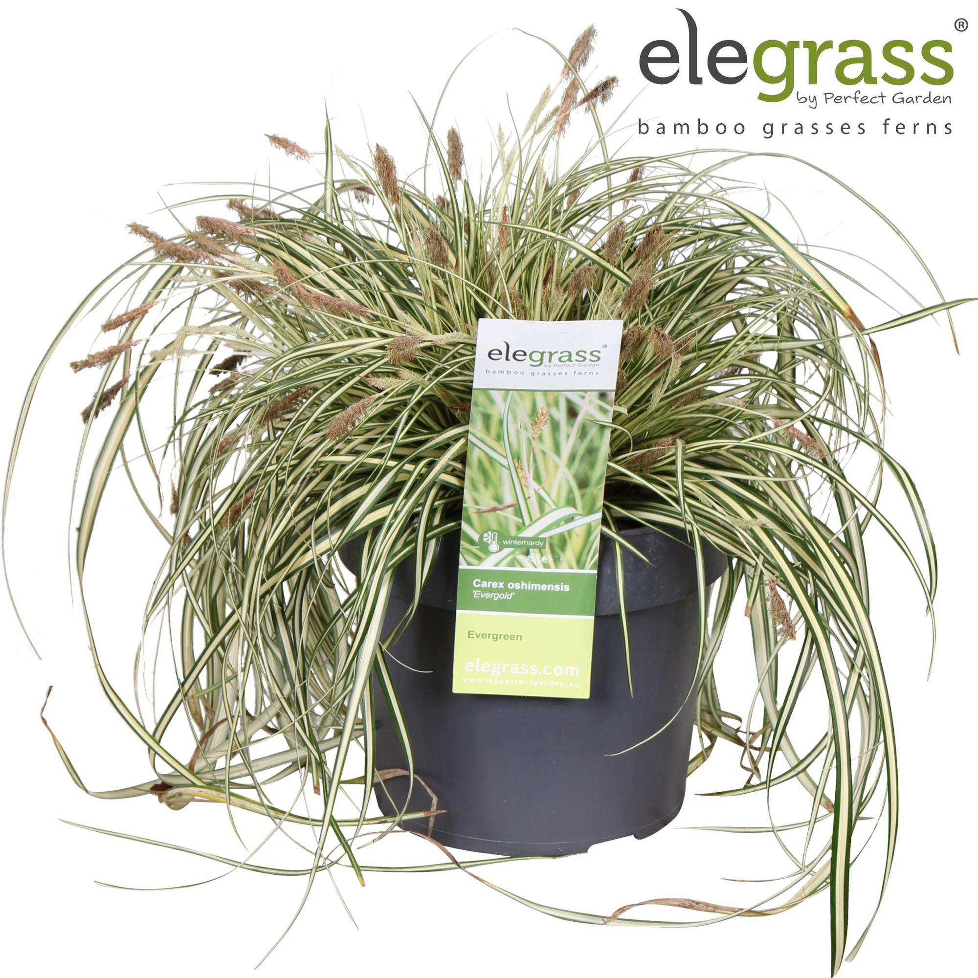 Carex hachijoensis 'Evergold' P19, D 19