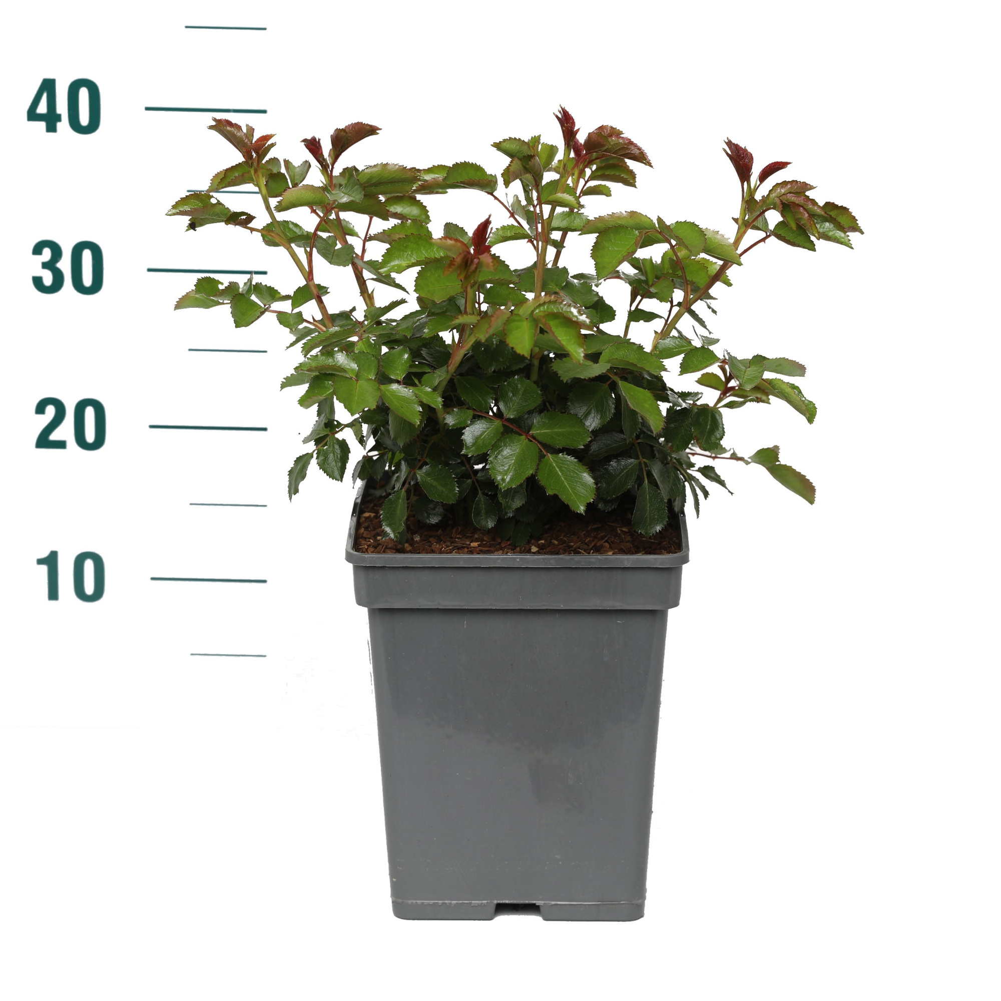 Rosa 'Bright Meilove' - Struik - VP5 - Categorie 3, D 23 cm