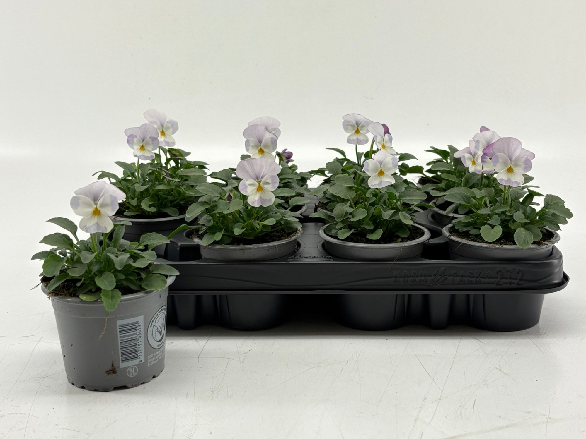 Viola Cornuta Lavender Pink, D 9 cm