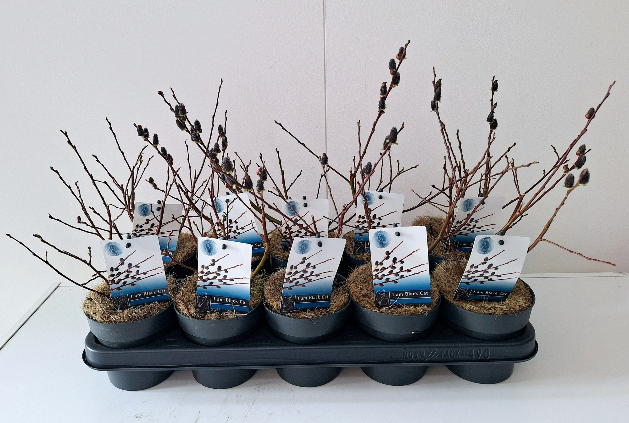 Salix Kurome bush p12, D 12