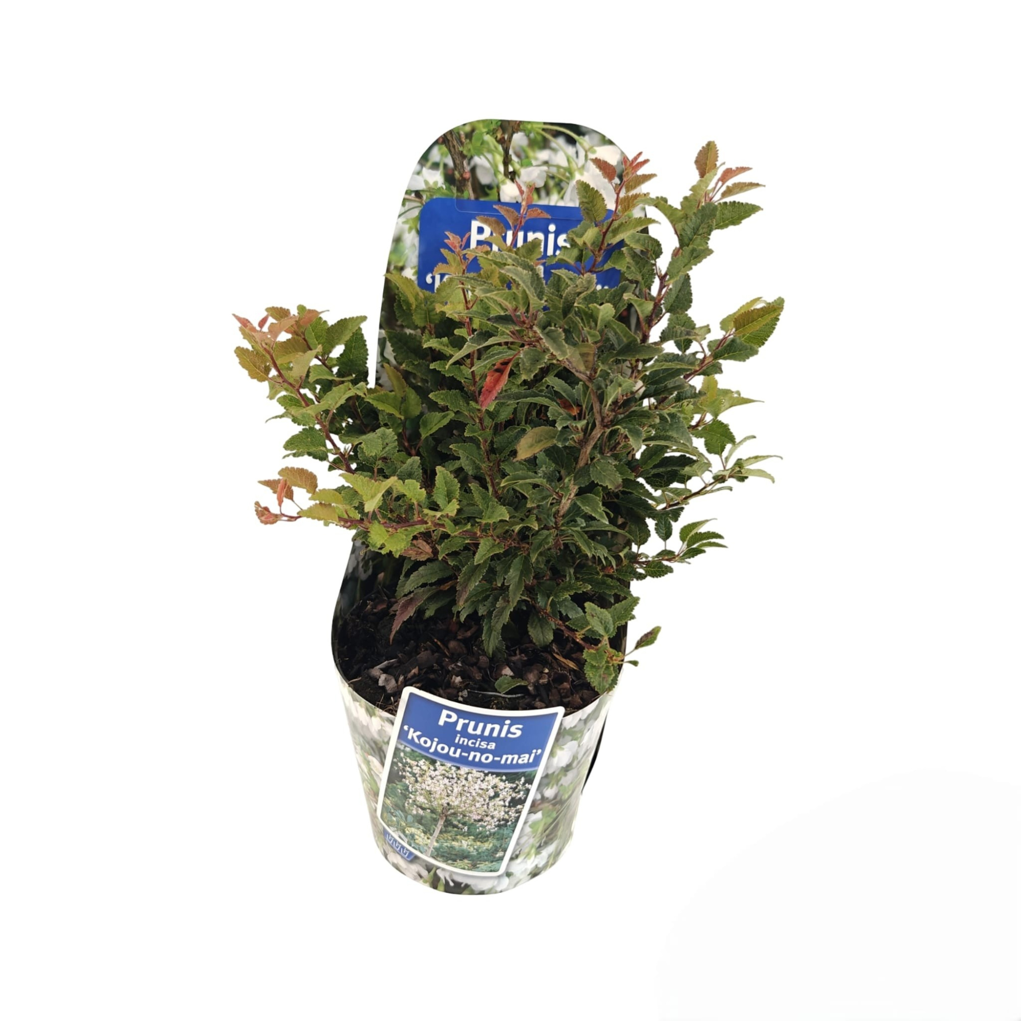 Prunus incisa 'Kojou-no-mai' (in potcover), D 17 cm