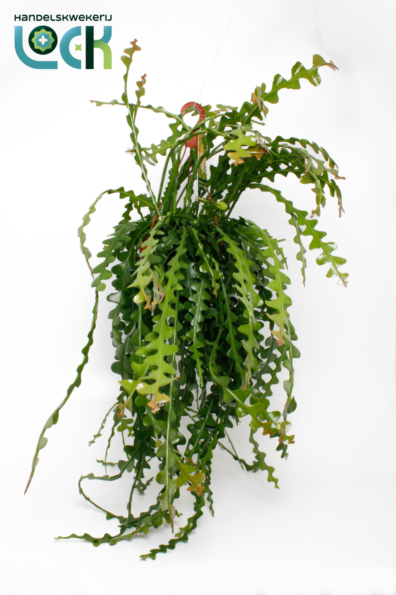 Epiphyllum Anguliger, D 21