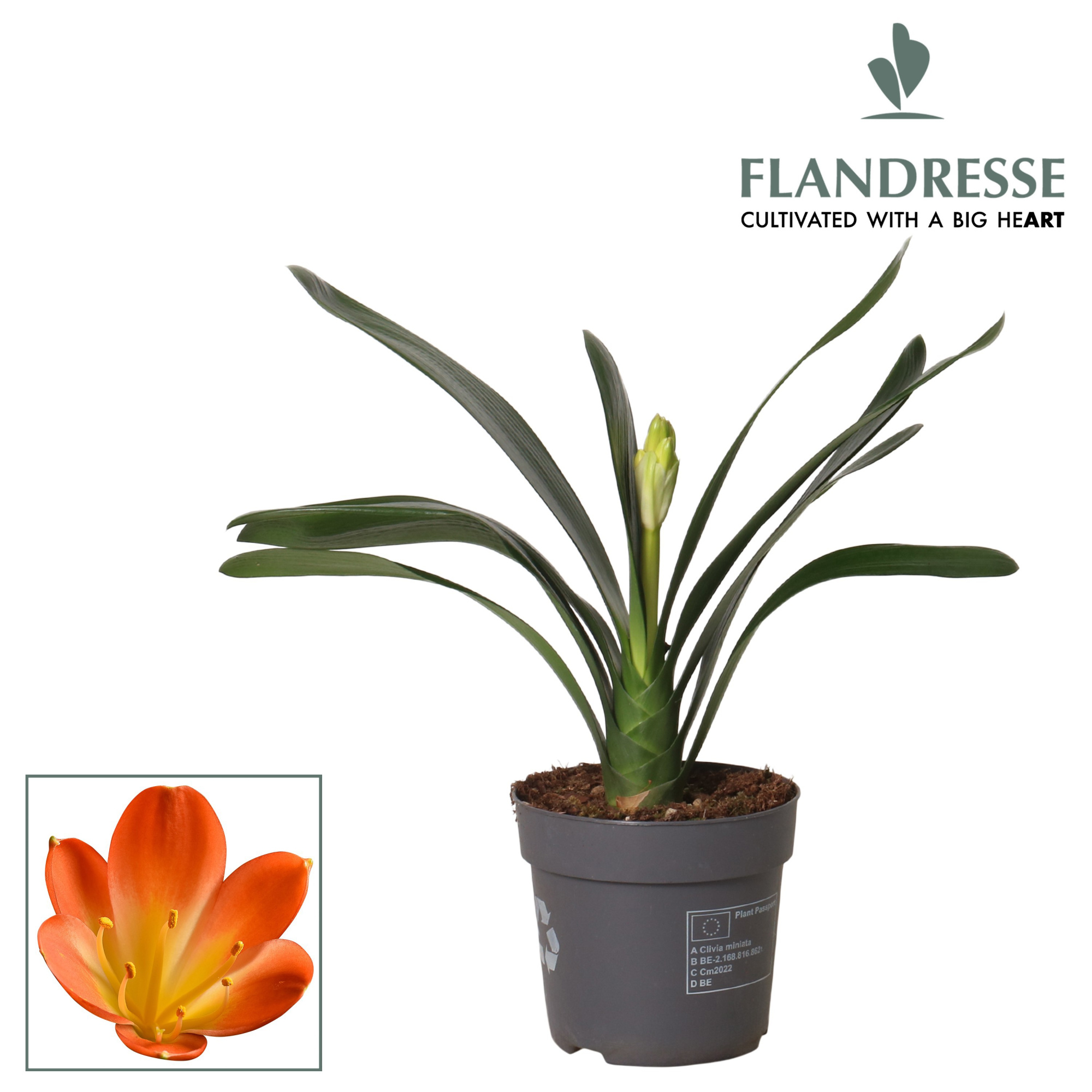 Clivia Flandresse® orange klein, D 13