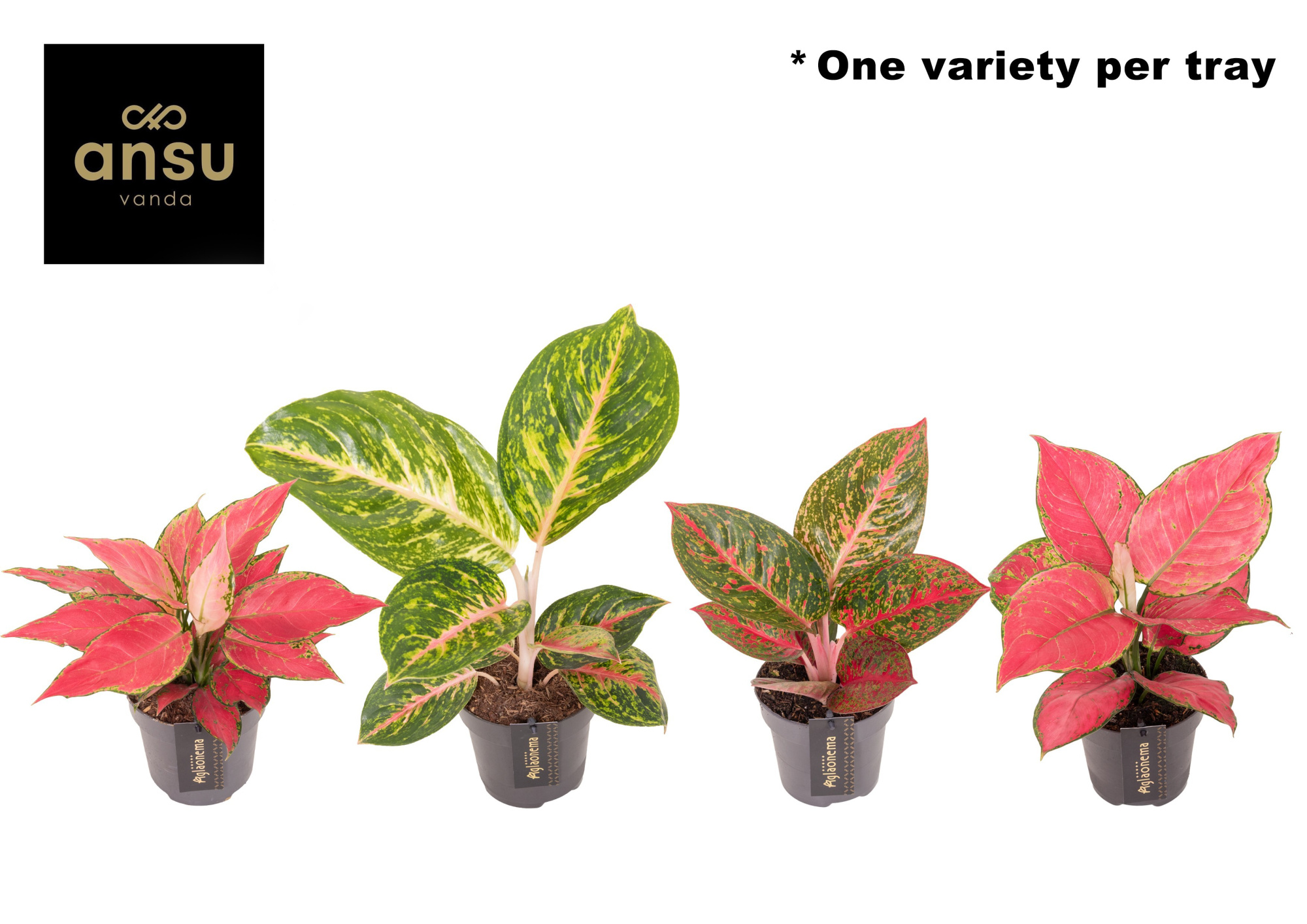 Aglaonema Red Surprise Tray, D 12