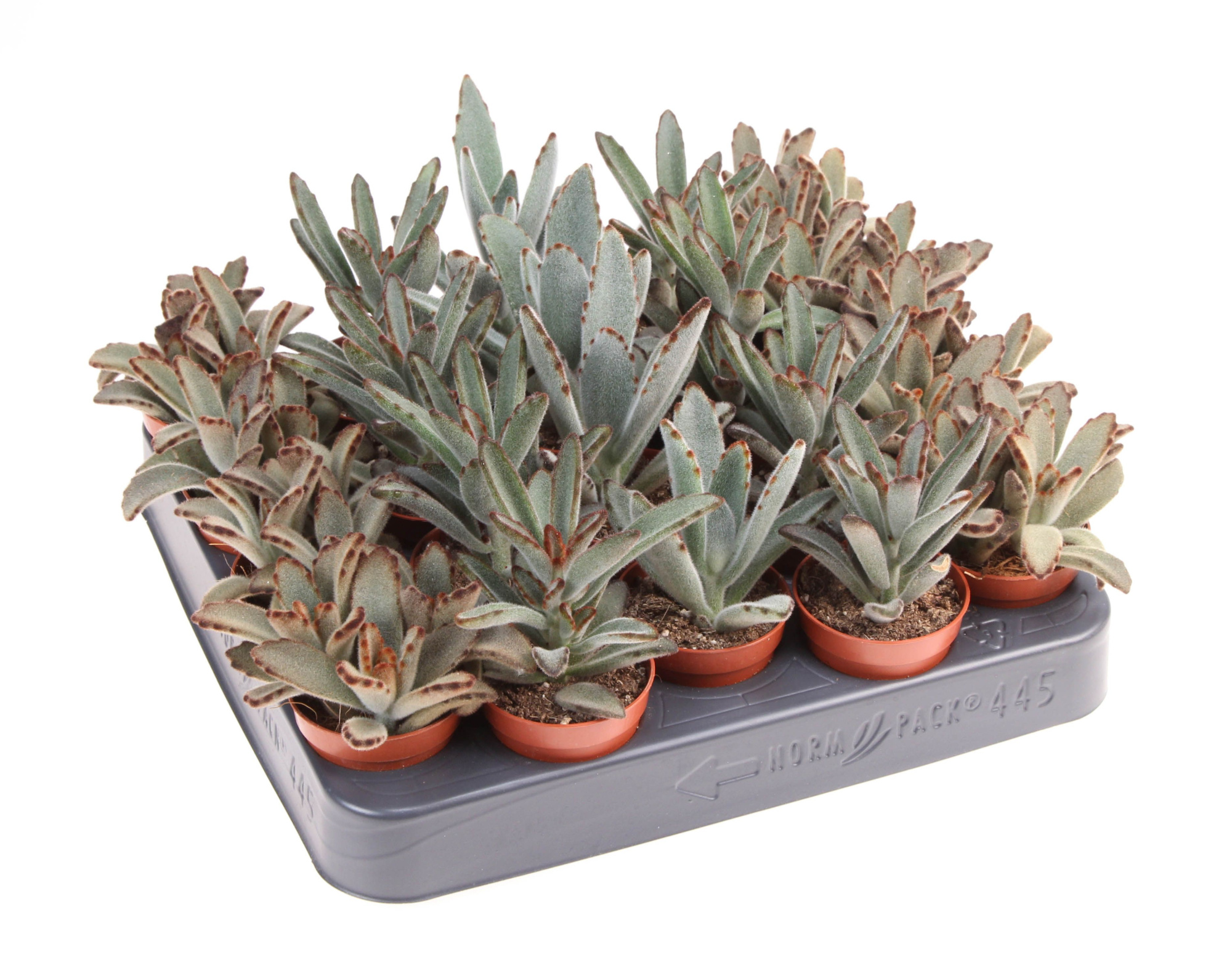Kalanchoe Tomentosa Mix, D 5,5