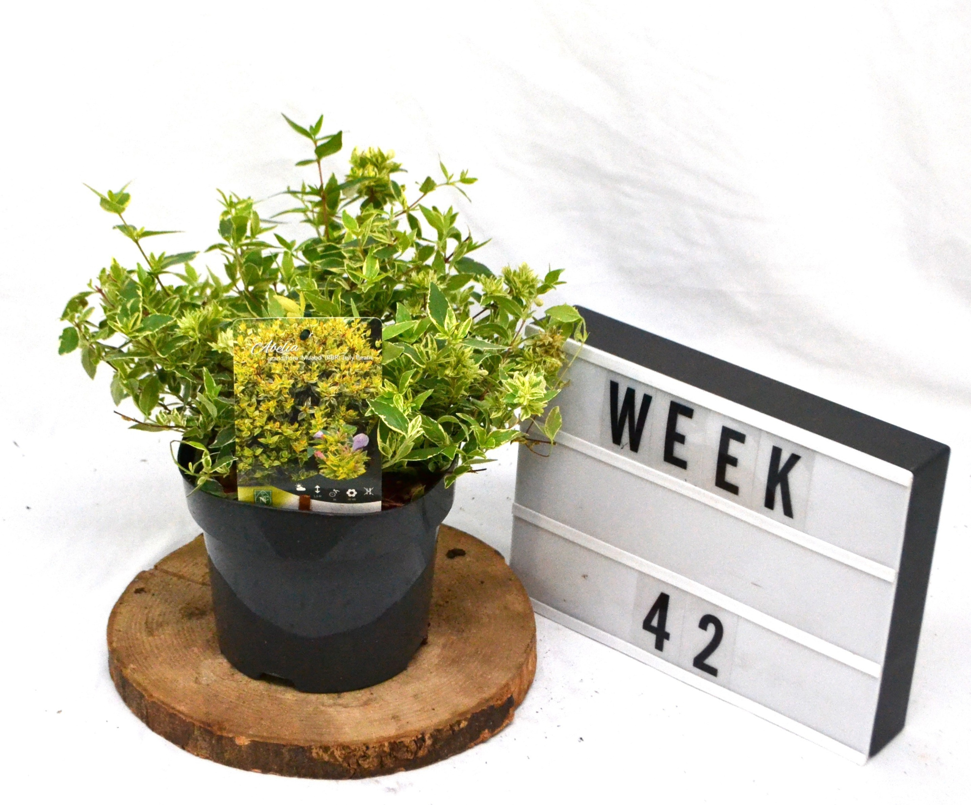 Abelia grandiflora Jelly Beans C3, D 19 cm