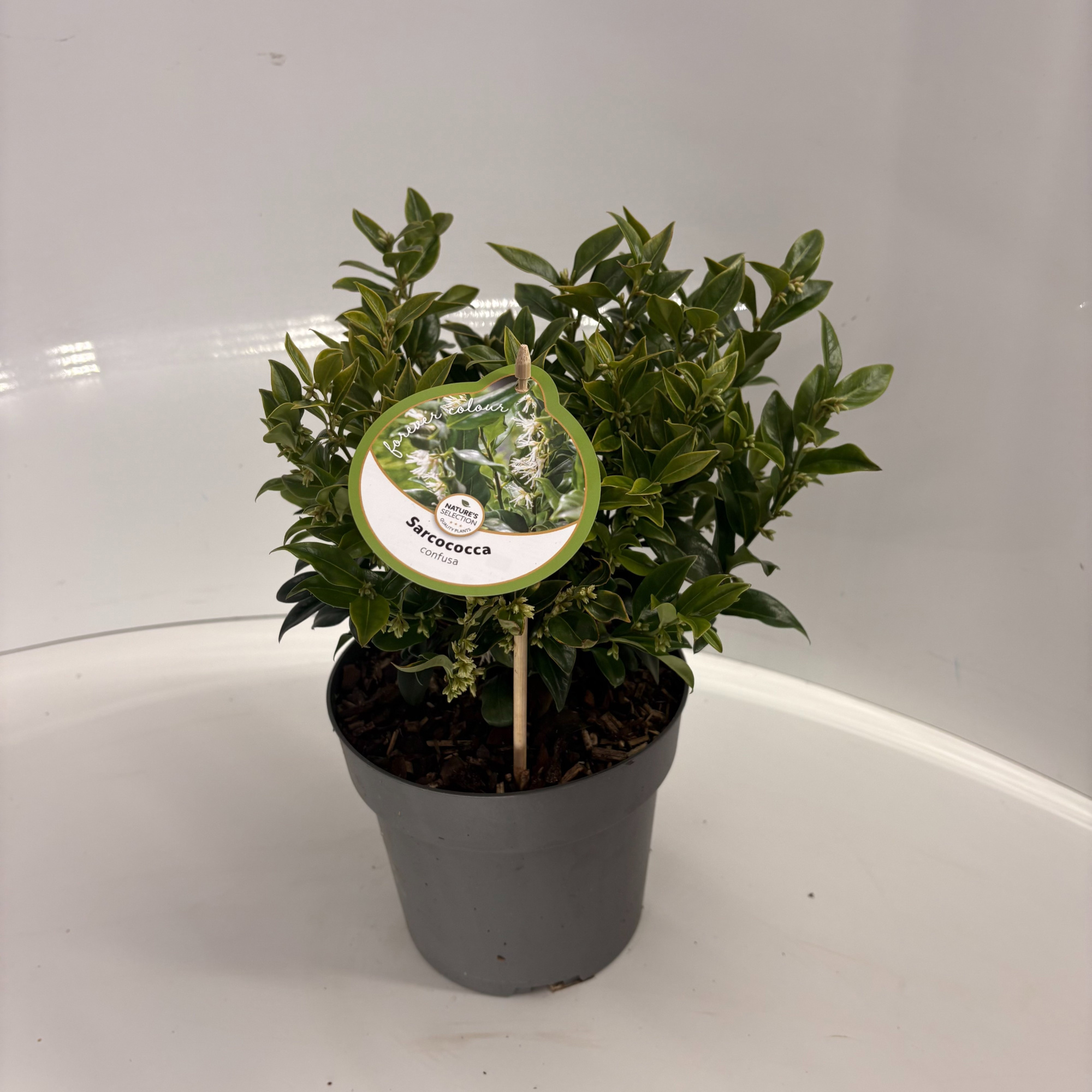 Sarcococca confusa, D 17