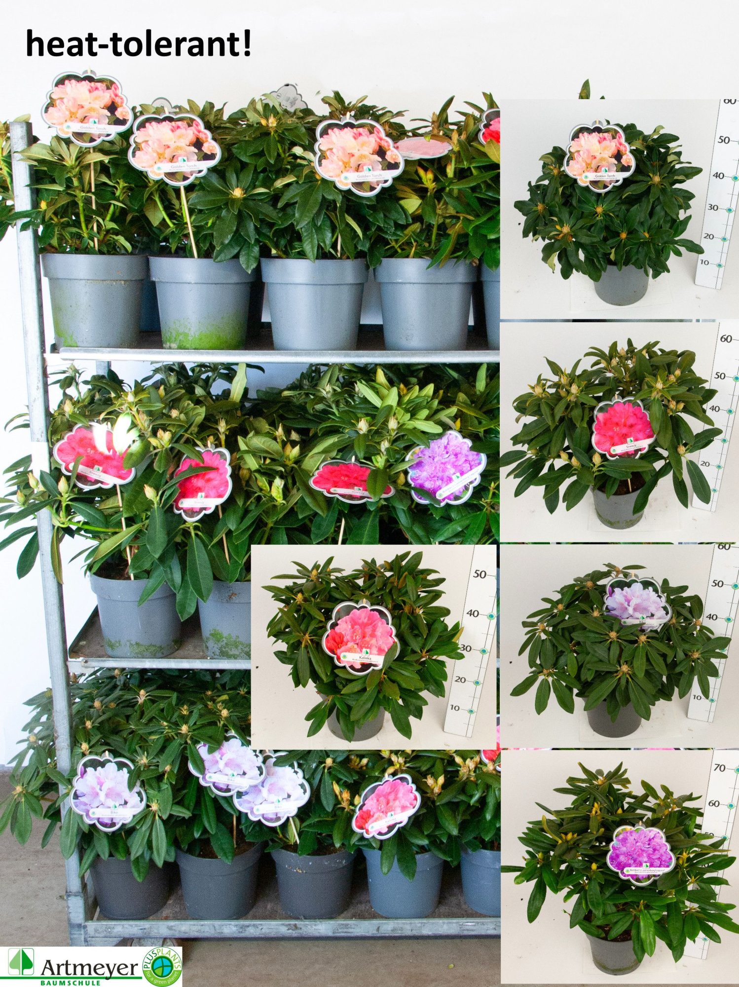 Rhododendron yakushimanum in Sorten T22, D 22 cm