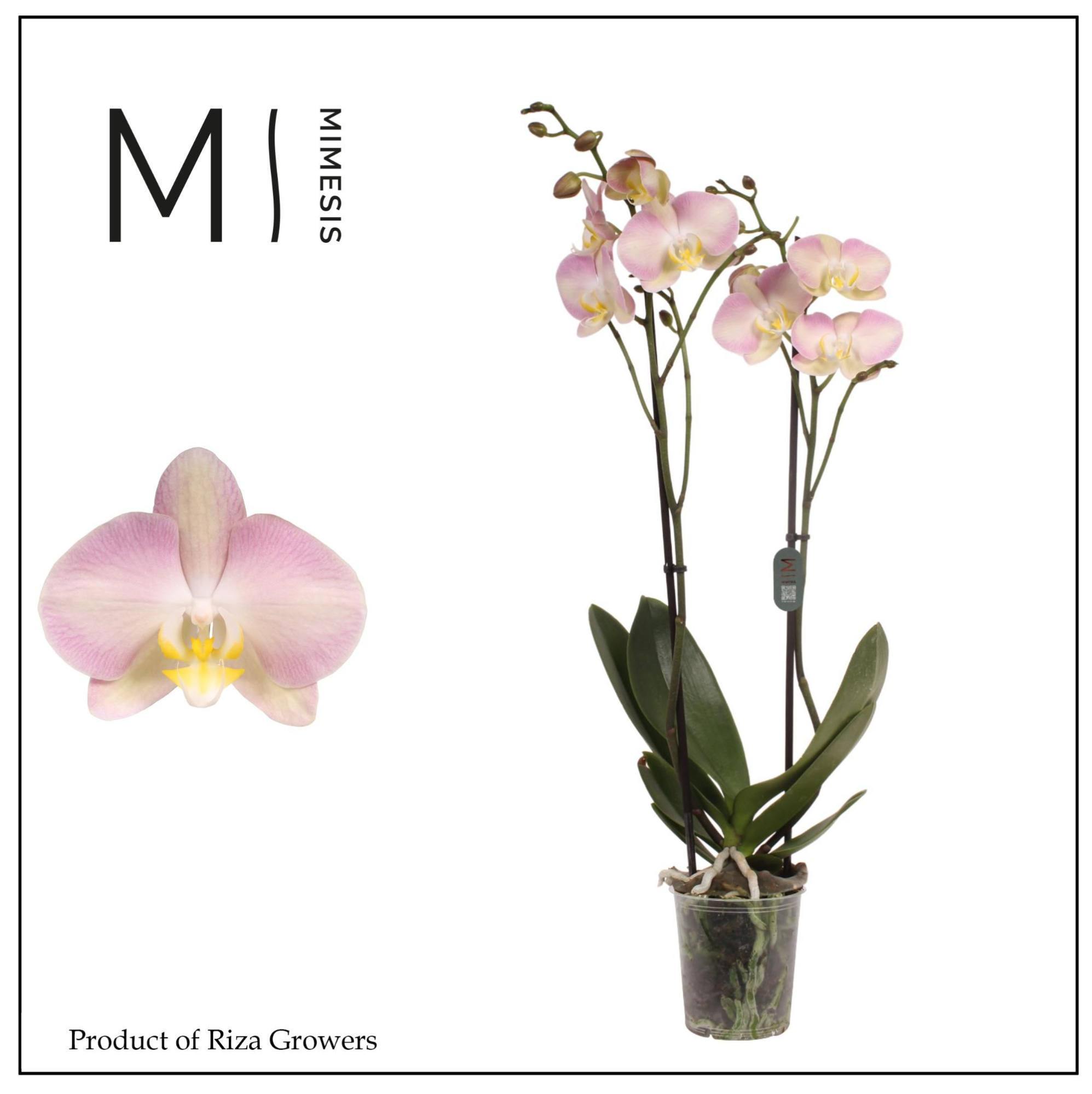 Mimesis Phal. Rainbow - 2 spike 12cm, D 12 cm