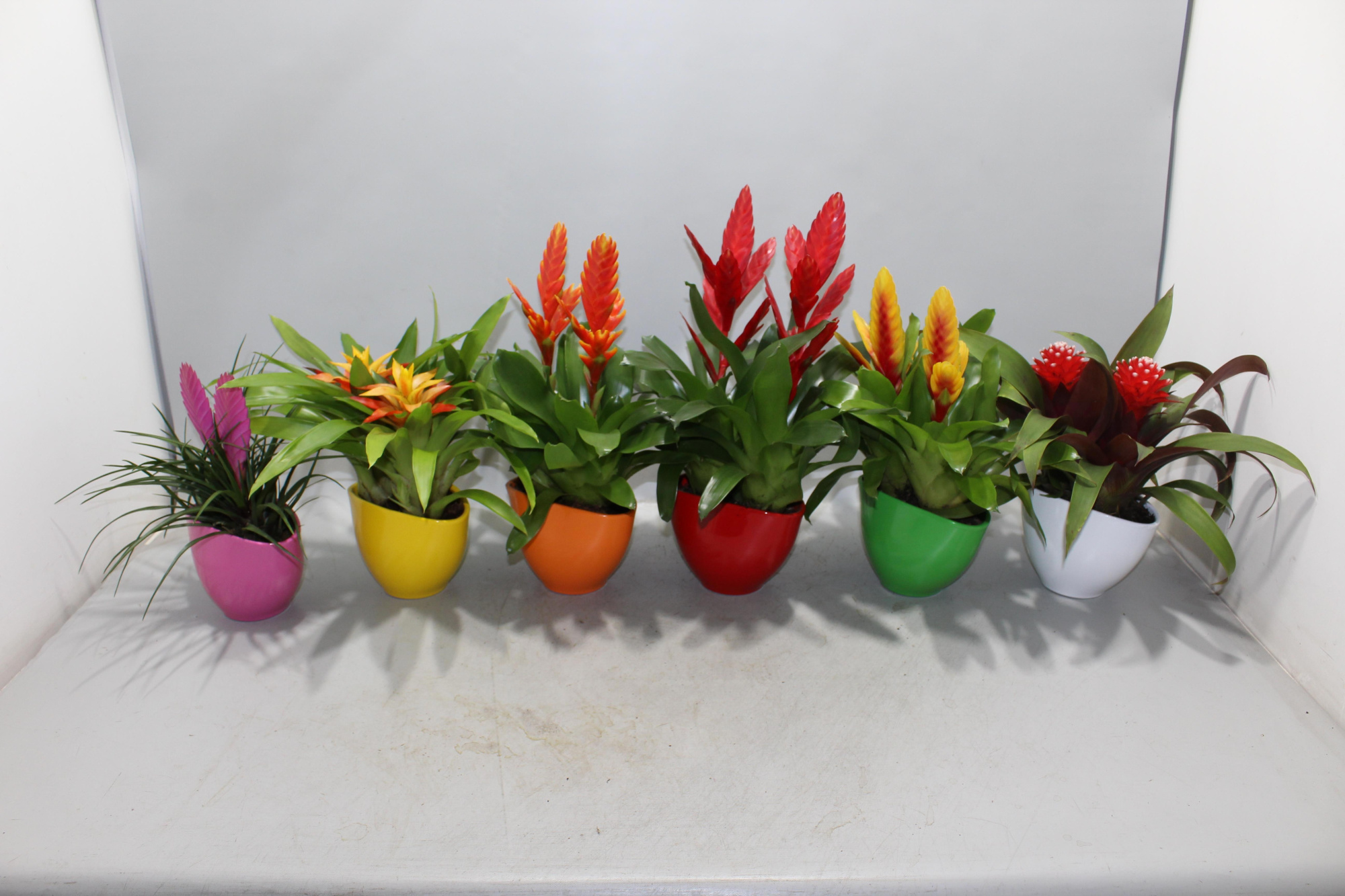 Coupe Borabora gemengd 1, D 16