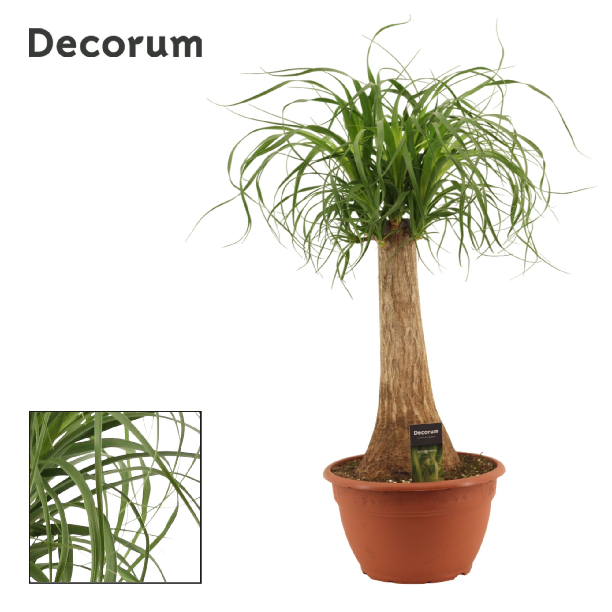 Beaucarnea Recht 25 cm schaal, D 25