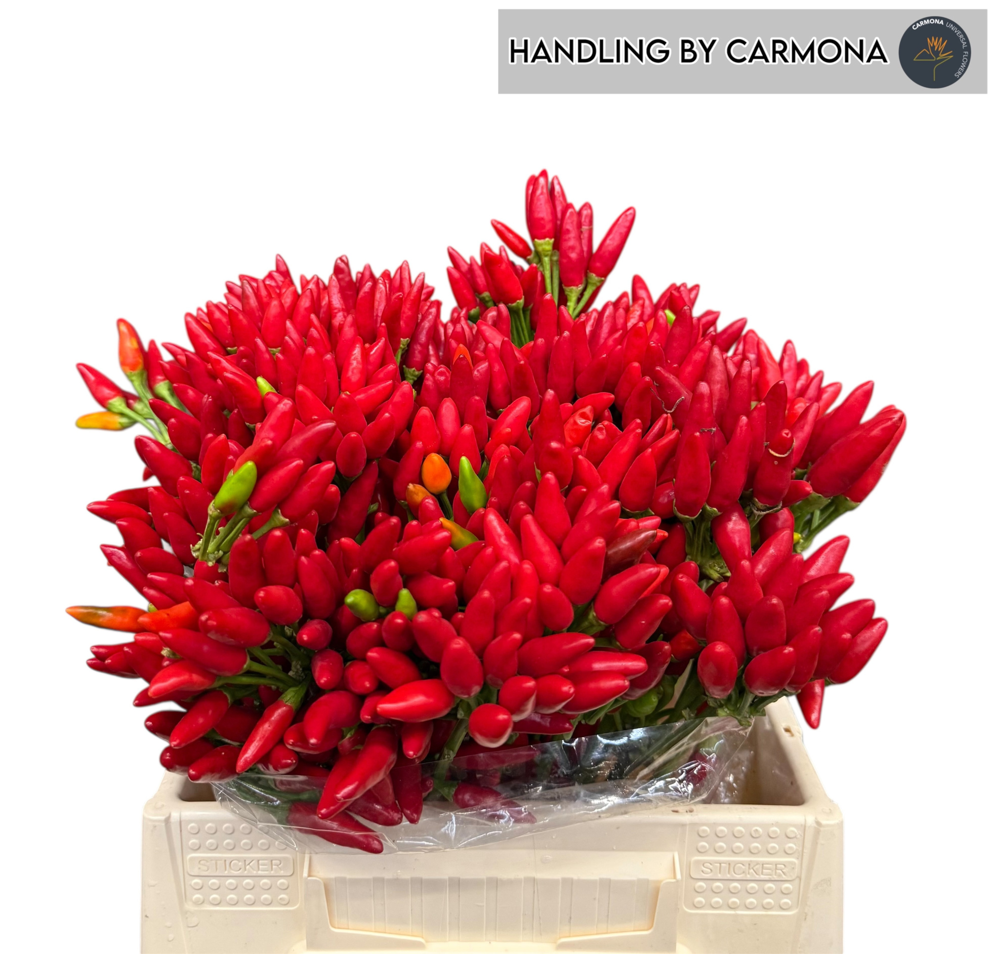 Капсикум Рэд Фае 40, шт.