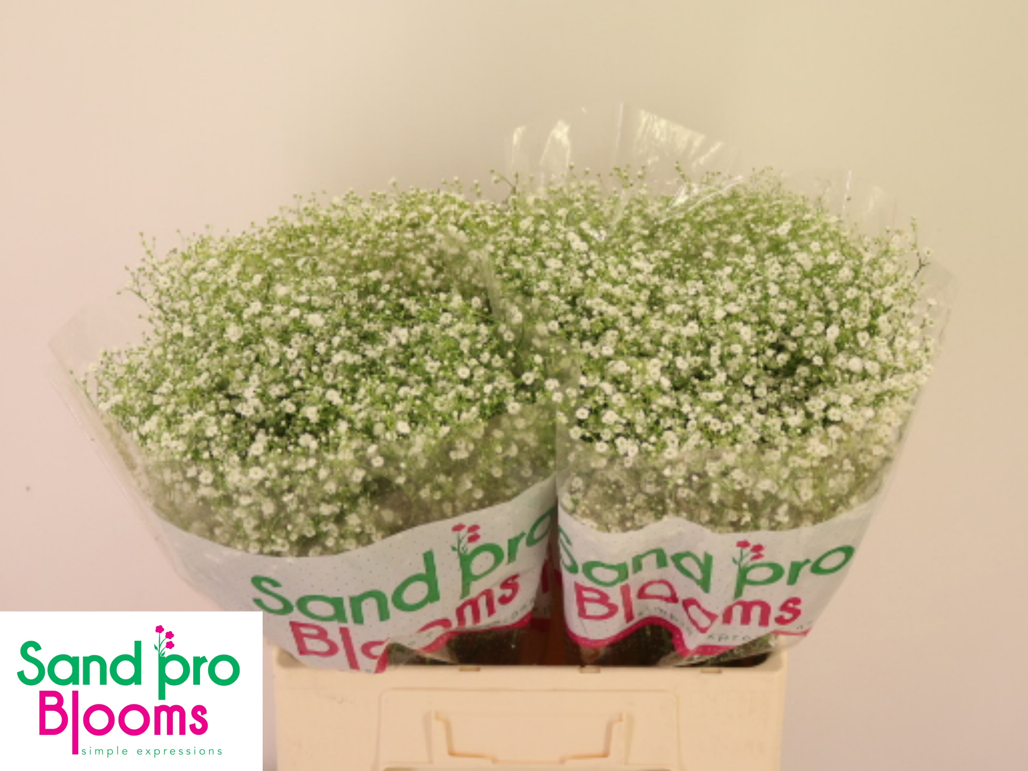 Гипсофила Дискавери 60 (бел.), шт.