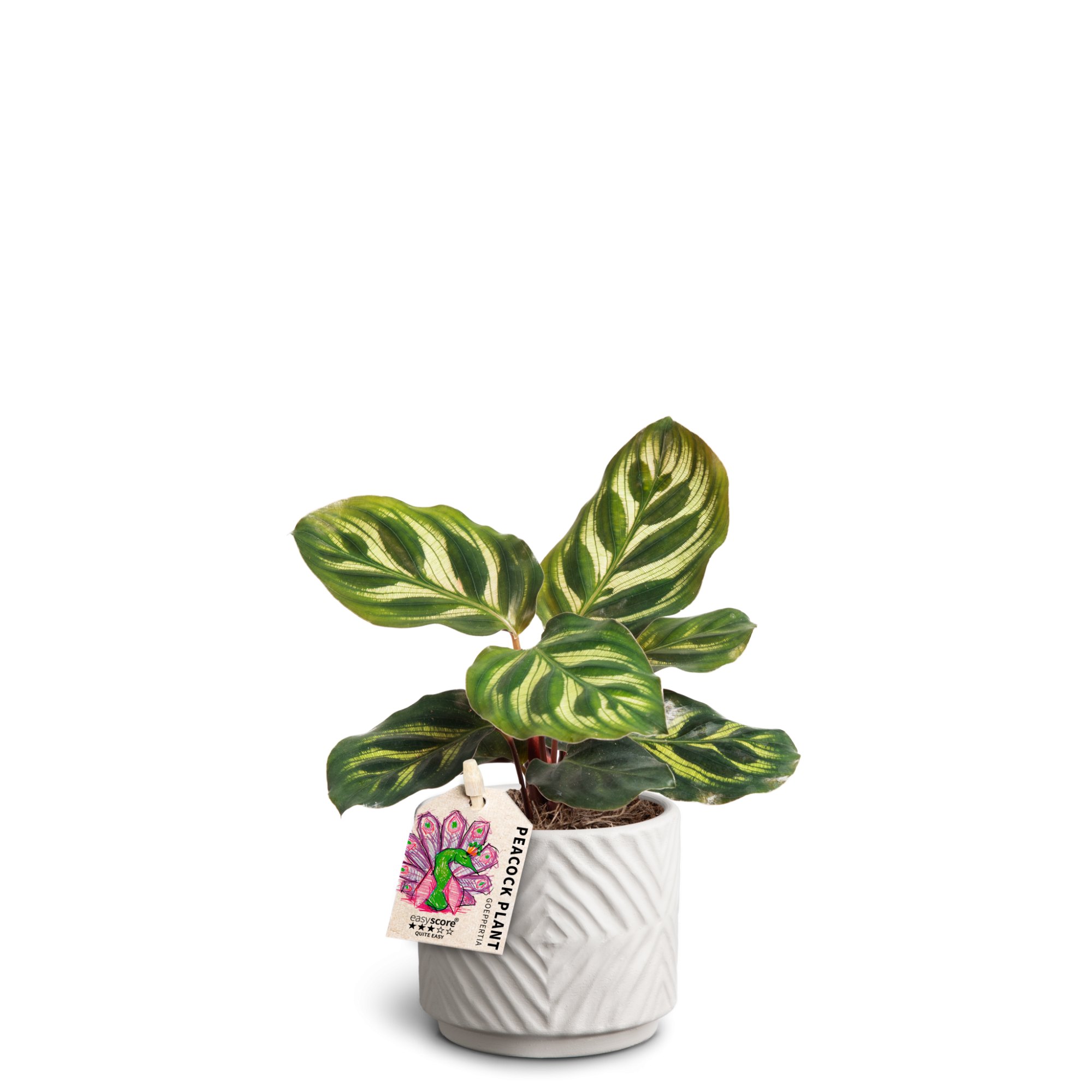 Dune Sand, Calathea Makoyana', D 7 cm