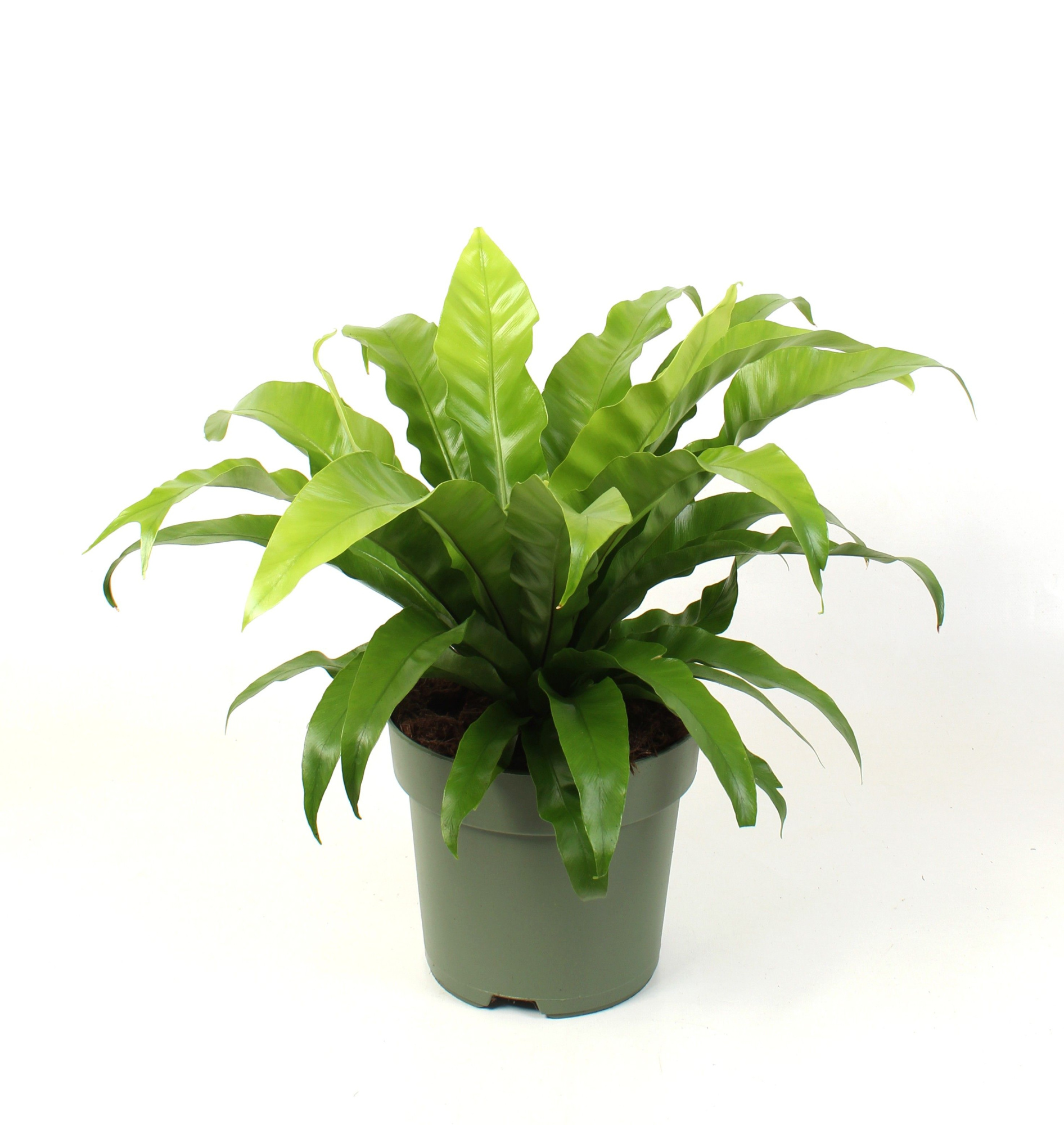 Asplenium antiquum, D 21 cm