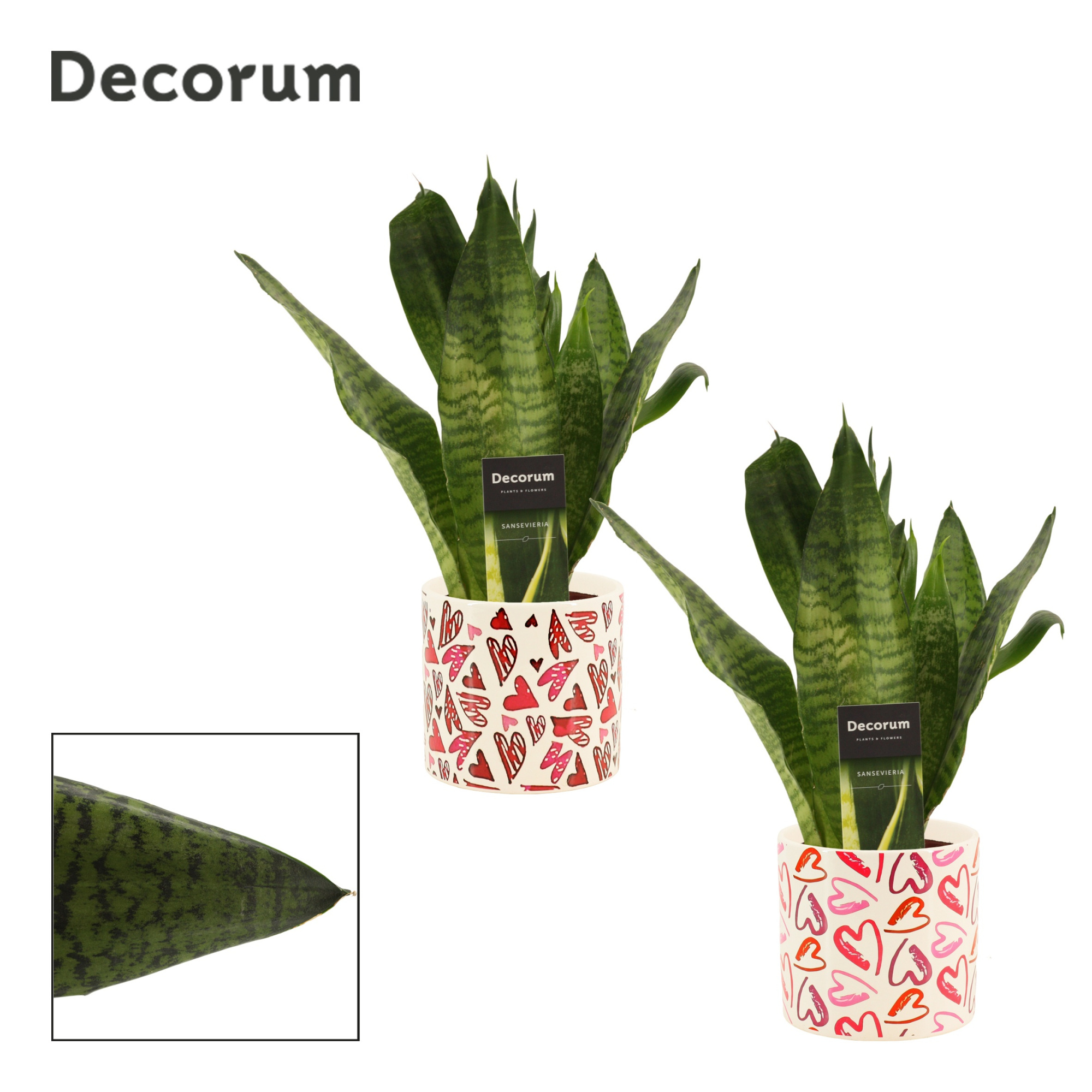Sansevieria Super Green 12 cm in Julia (Deco-collection), D 12