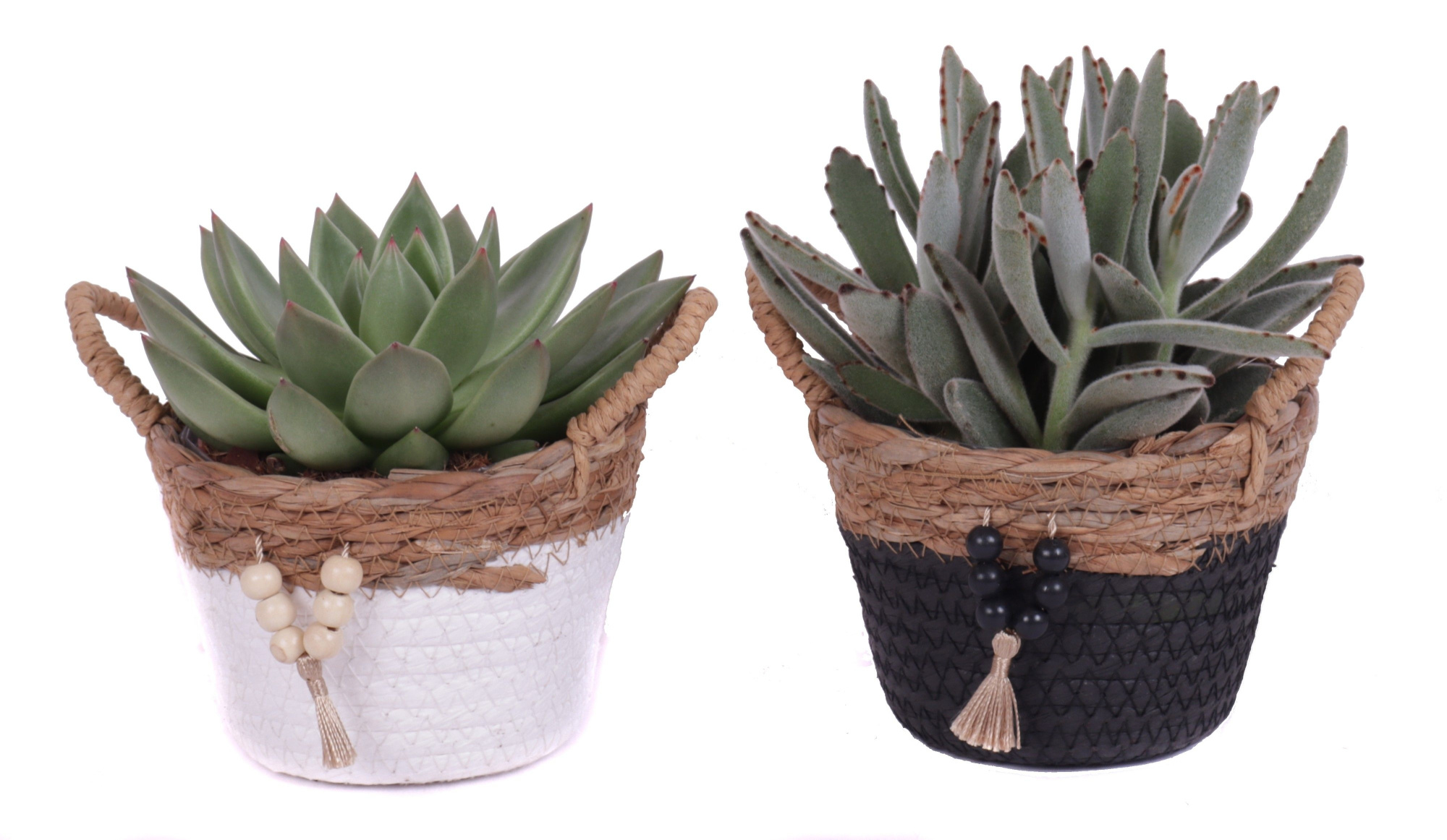 Succulenten mix 10,5 cm in tokelau mand, D 14 cm