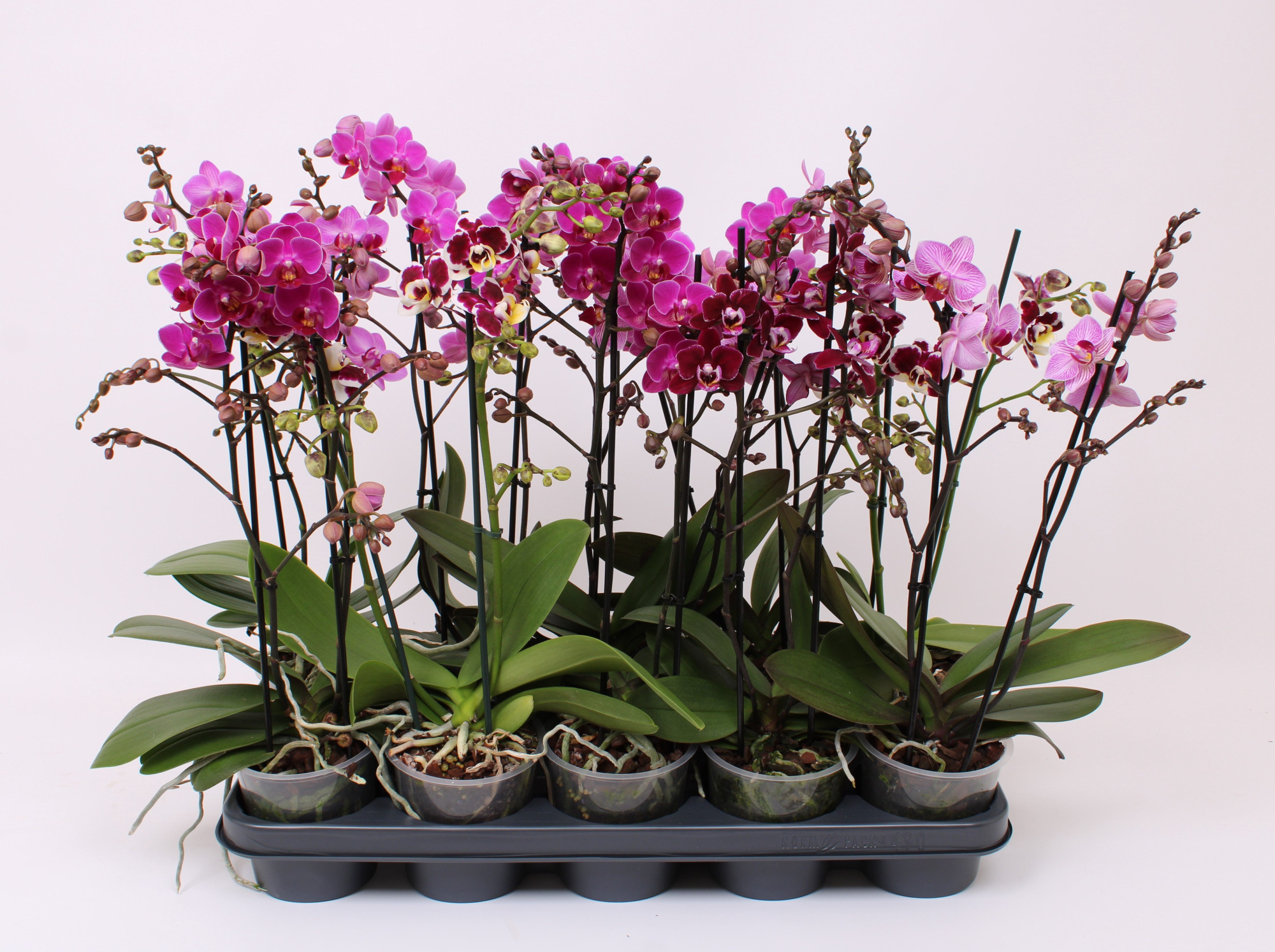 Phal. Multiflora 2-tak "Donkere tinten", D 12