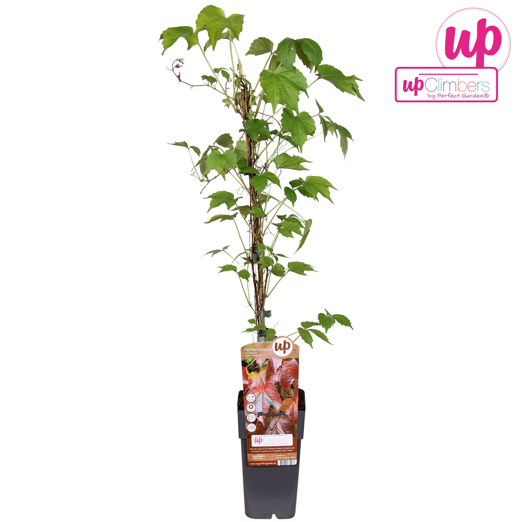 Parthenocissus tricuspidata 'Veitch Boskoop' P15, D 15 cm