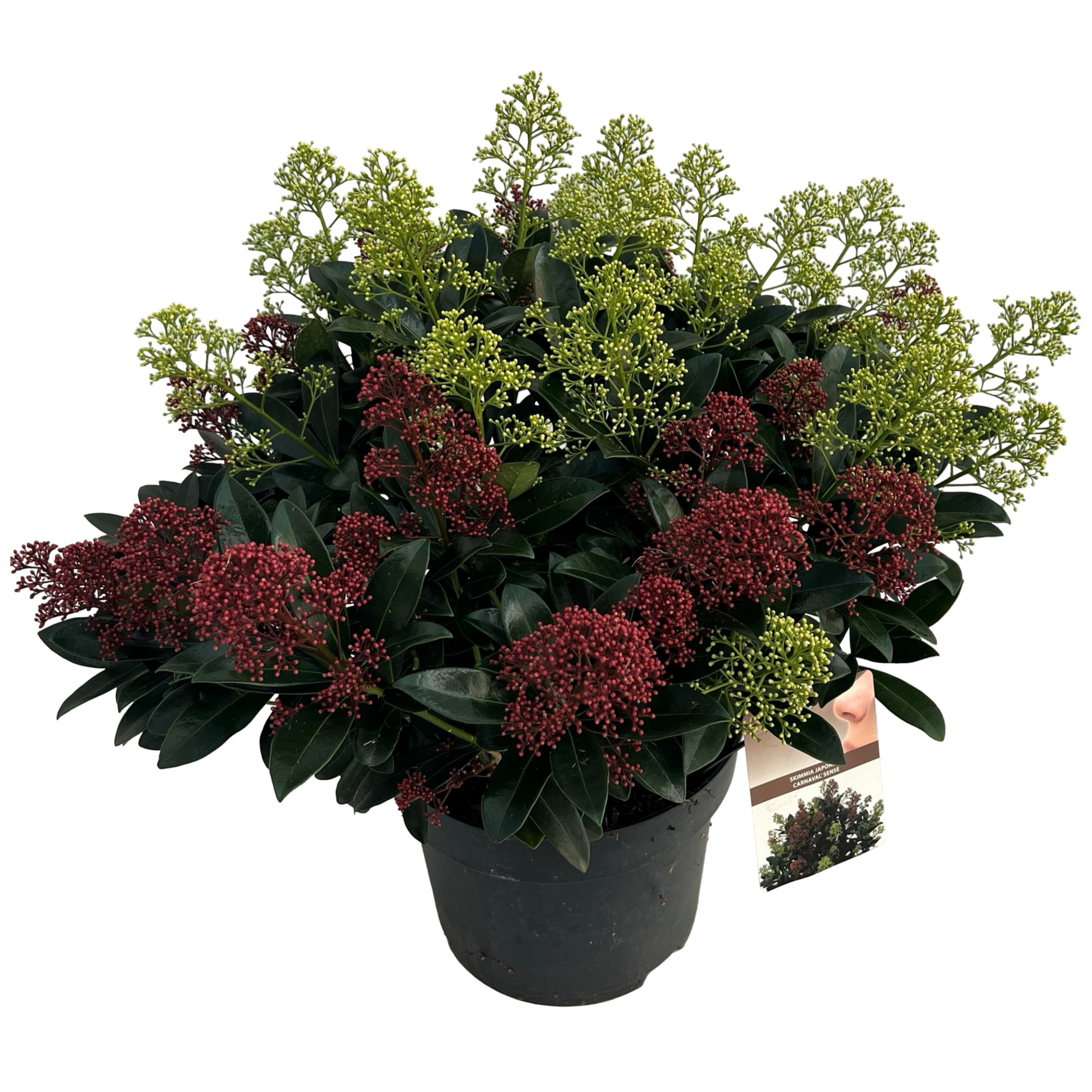 Skimmia jap. 'Carnaval' sense, D 27 cm