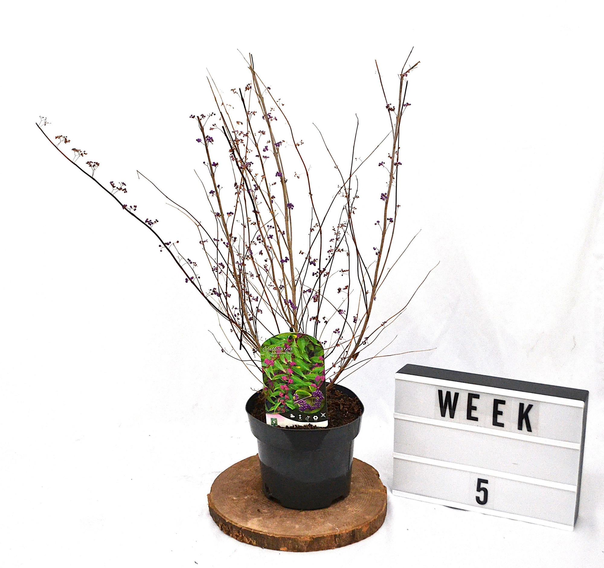 Callicarpa dichotoma Issai C3 30-40, D 19