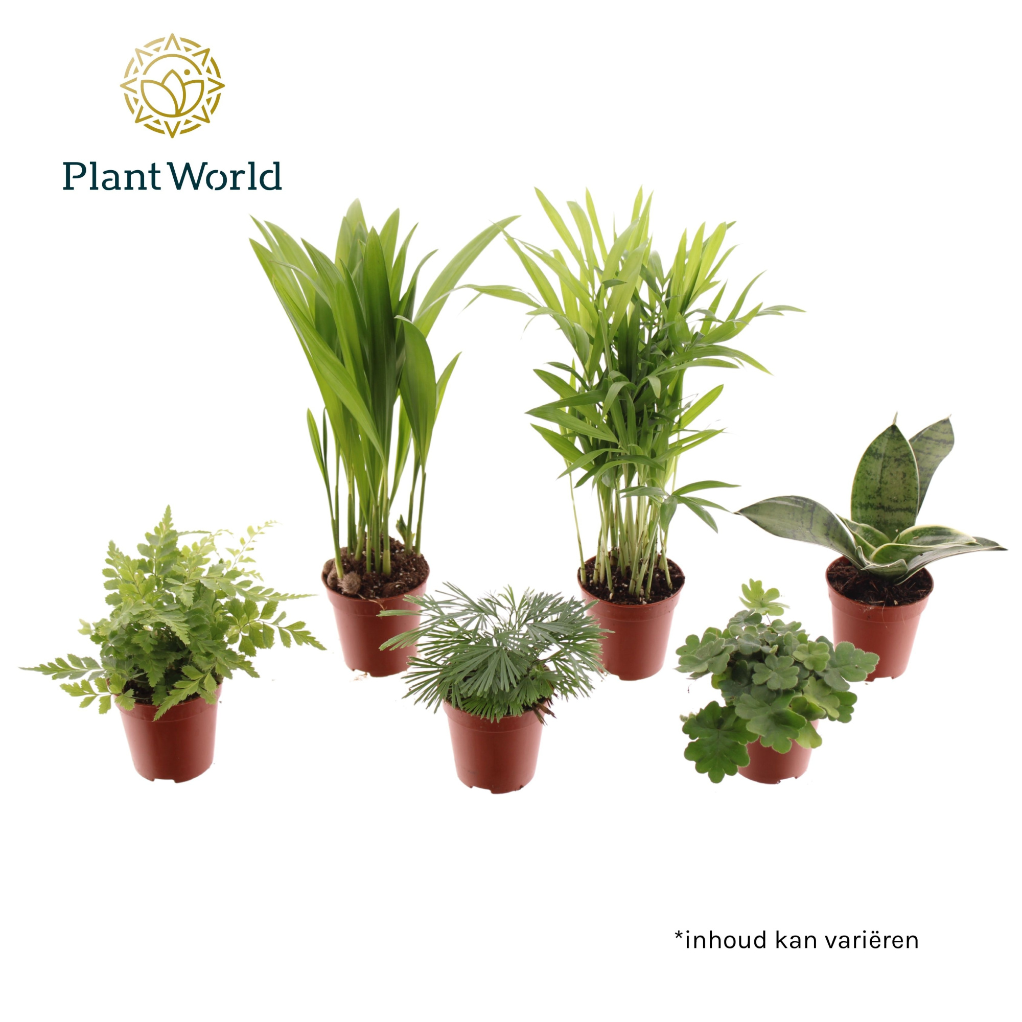 Tiny Happy Family Comfort mix 5-6 soorten, D 5,5 cm