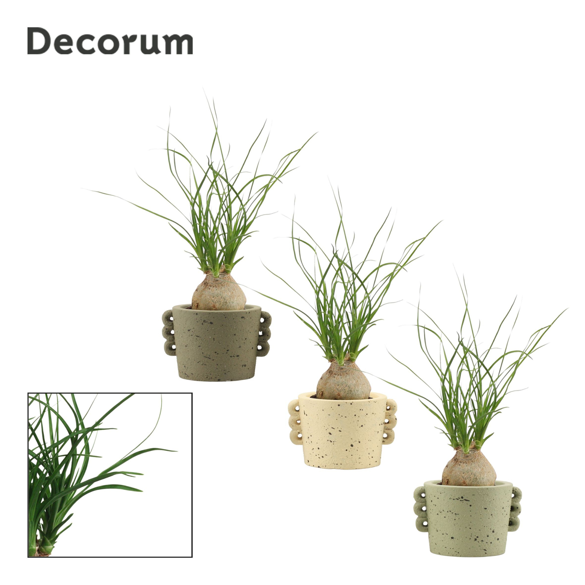 Beaucarnea bol 6 cm in Dione (Nature world-collection), D 6 cm