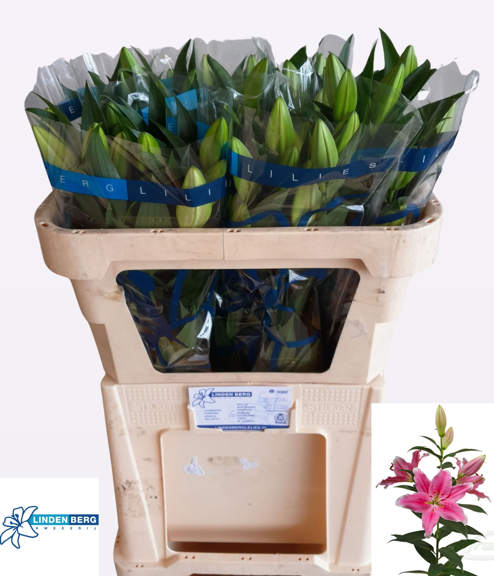 Лилия Сорбонне 65, шт.