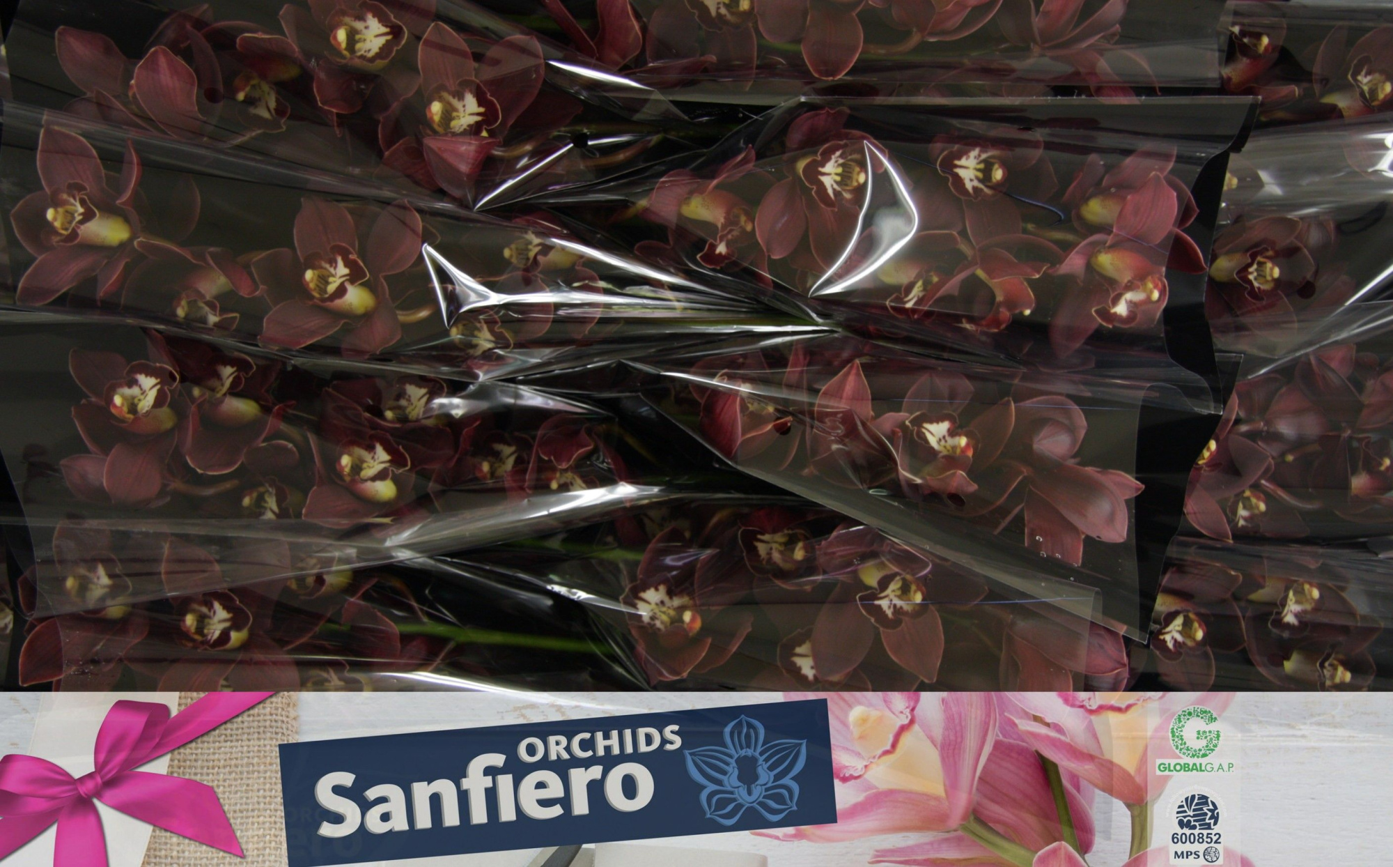 Цимбидиум Привайн x16 40, шт.