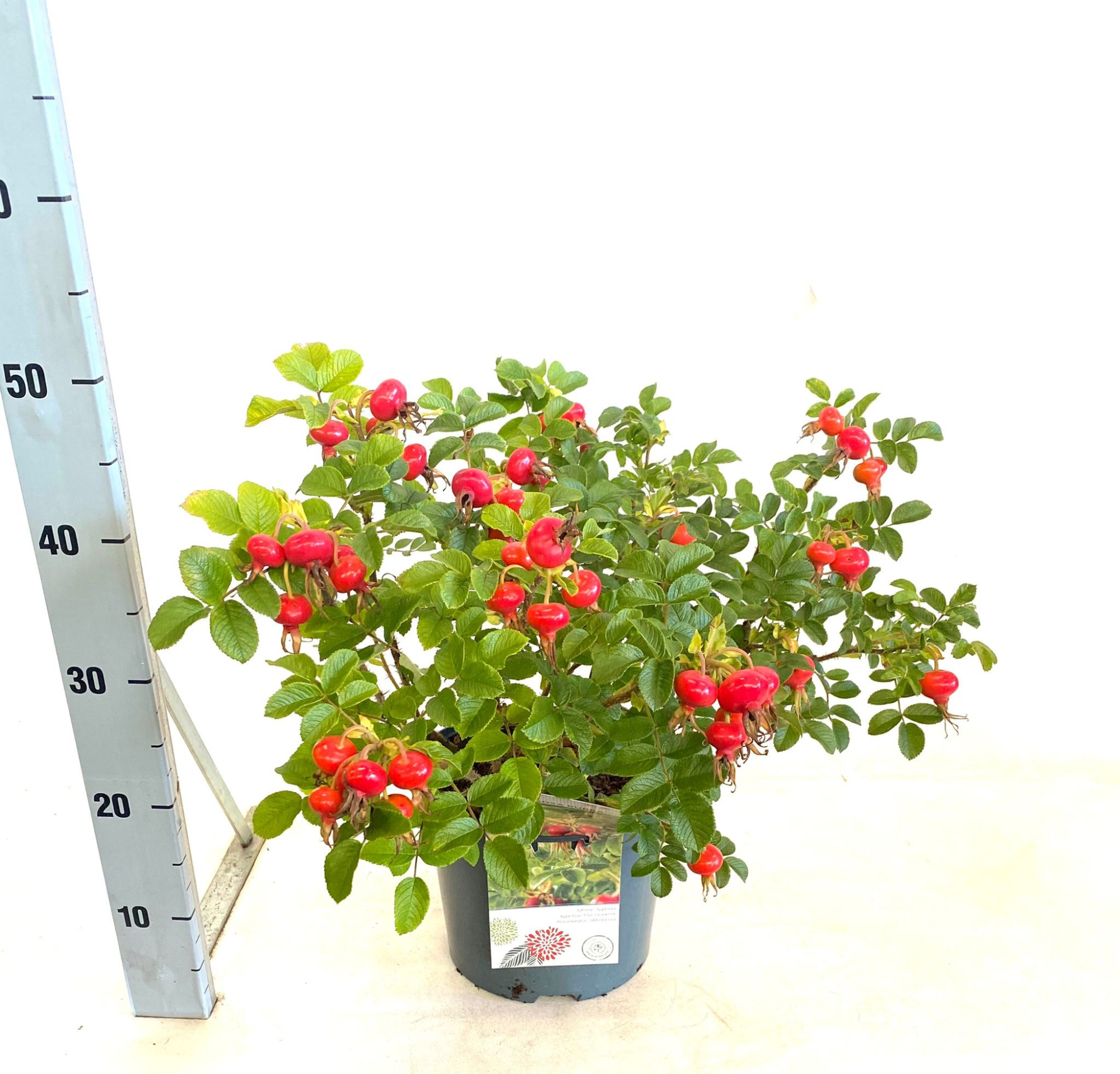 Wildgehölze, D 23 cm